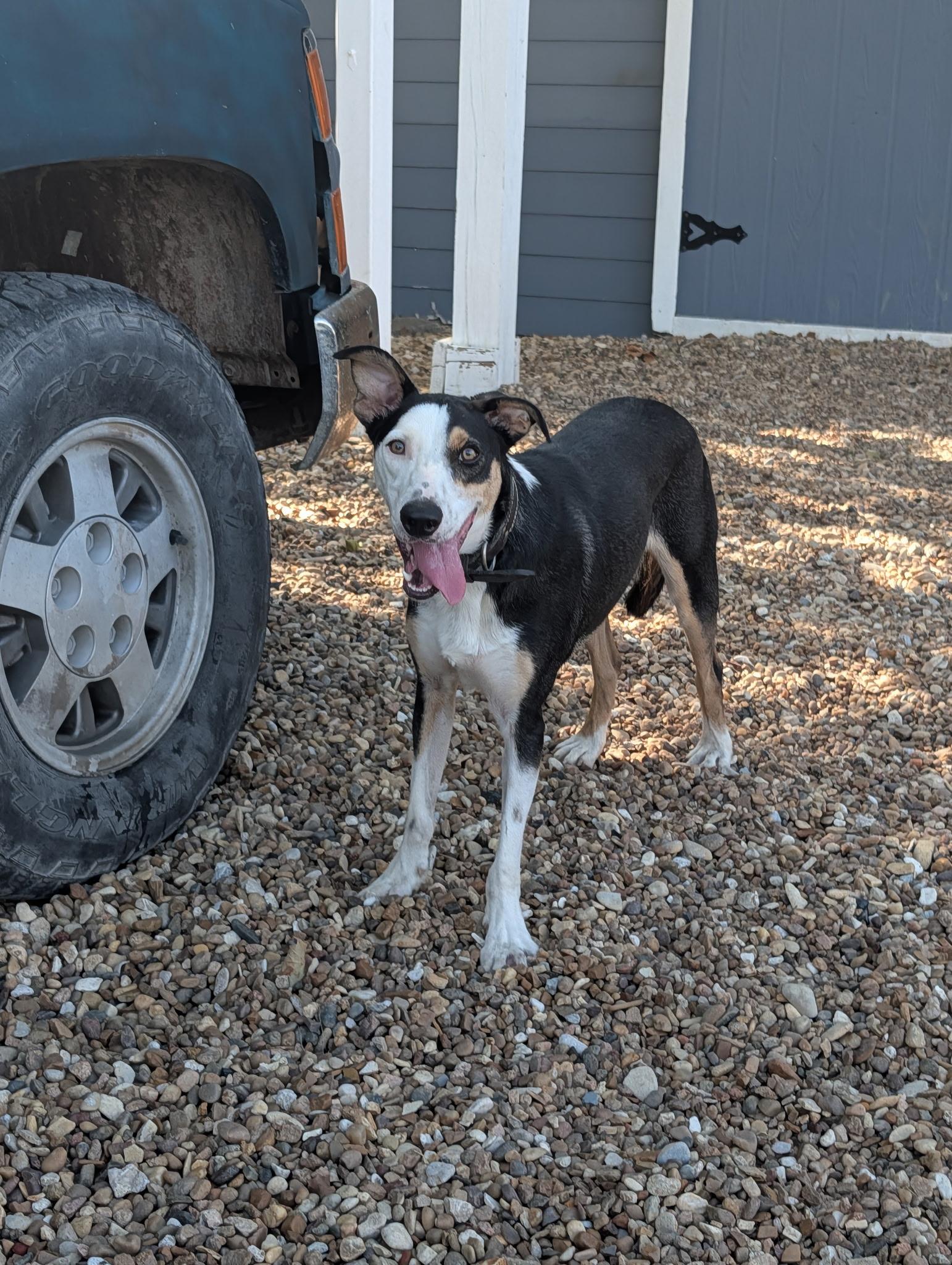Enlarge Blue, a Adoptable mixed breed in Dallas, TX image 1/3