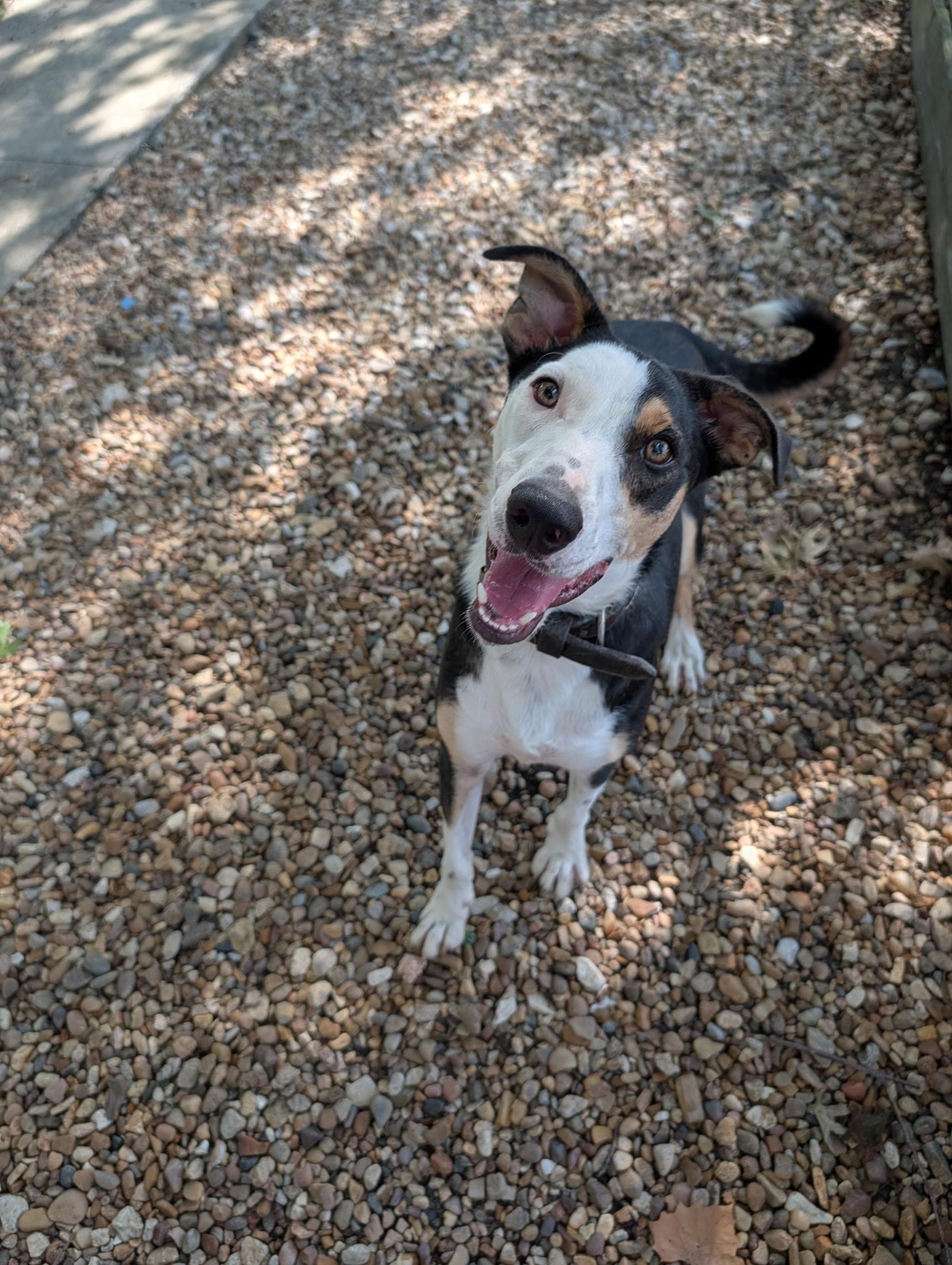 Enlarge Blue, a Adoptable mixed breed in Dallas, TX image 2/3