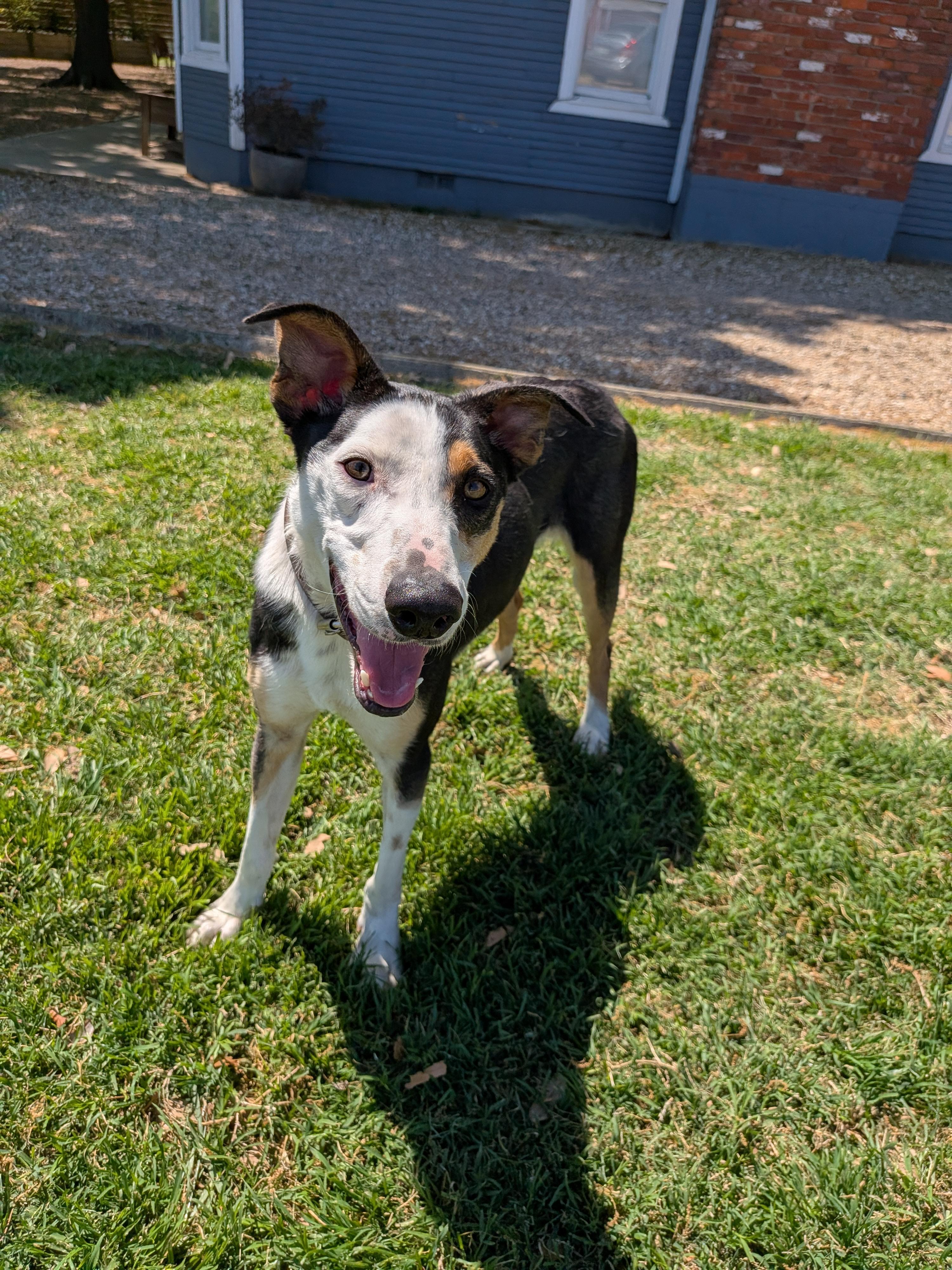 Enlarge Blue, a Adoptable mixed breed in Dallas, TX image 3/3