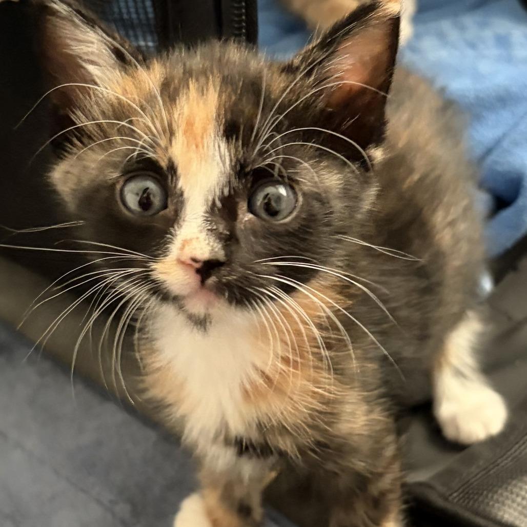 Blazie BB, Adoptable, Kitten Female Domestic Short Hair.