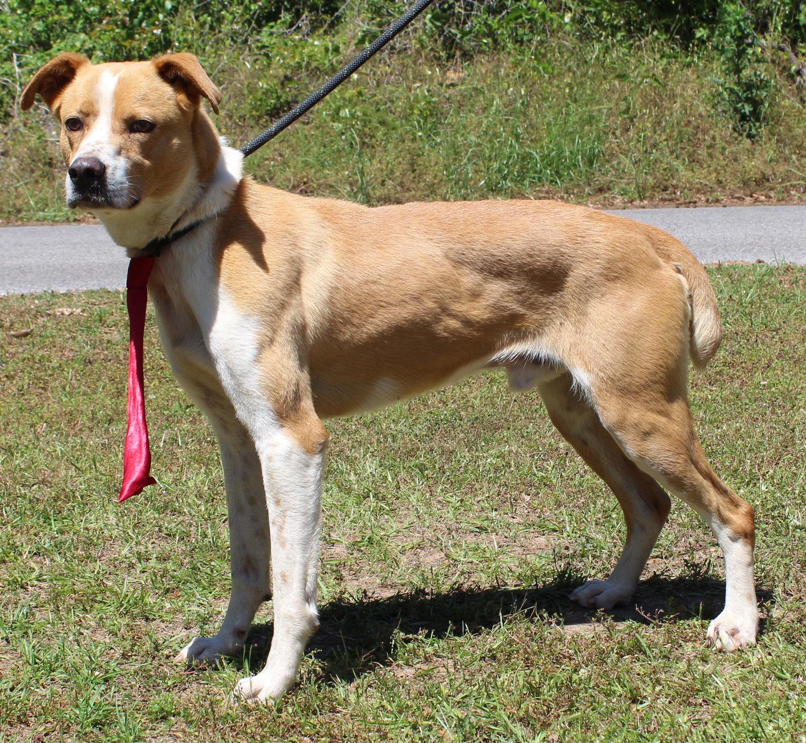 Bruno 43421, Adoptable, Adult Male Terrier & Shepherd.