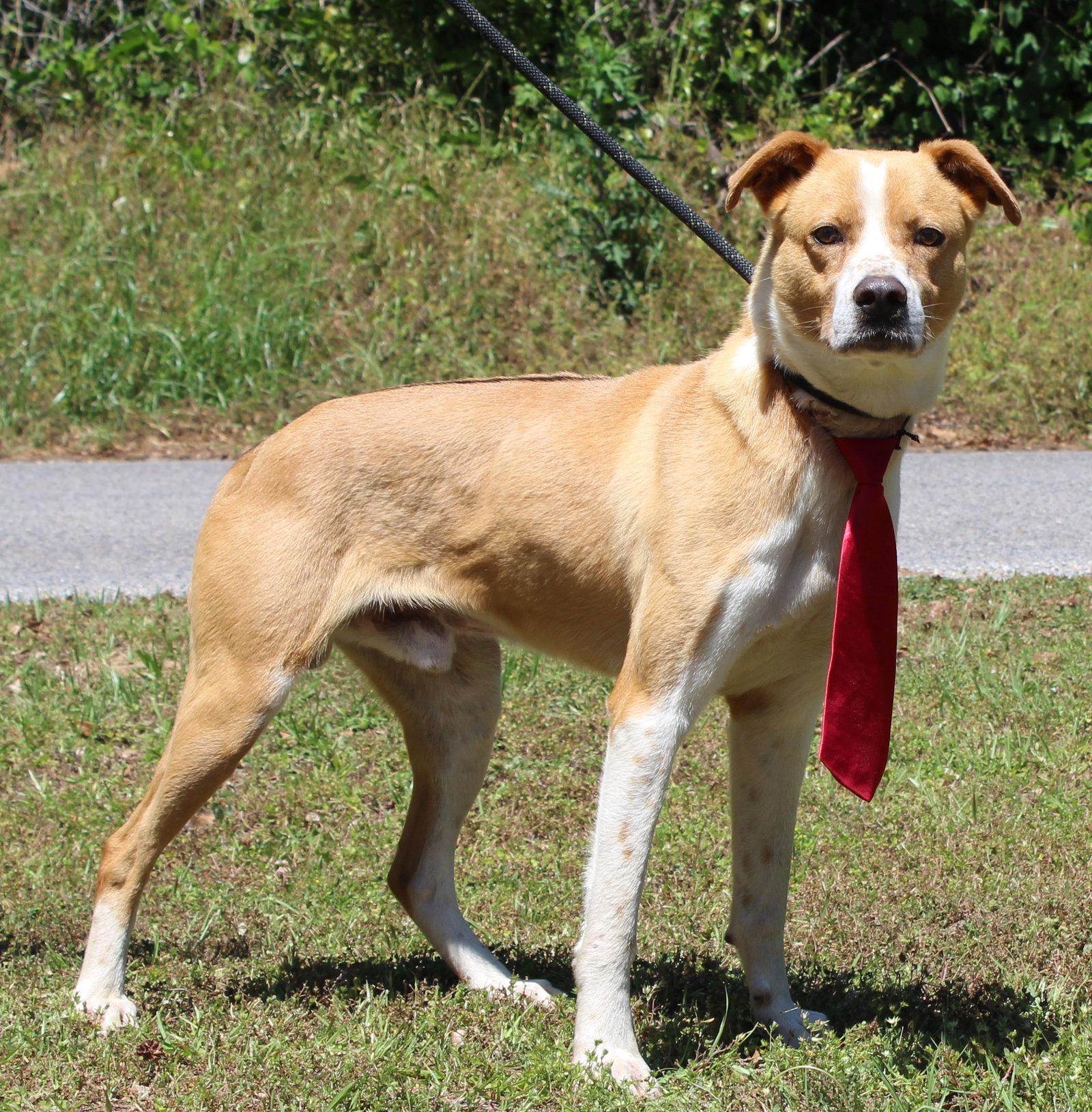 Enlarge Bruno 43421, a Adoptable mixed breed in Prattville, AL image 2/3
