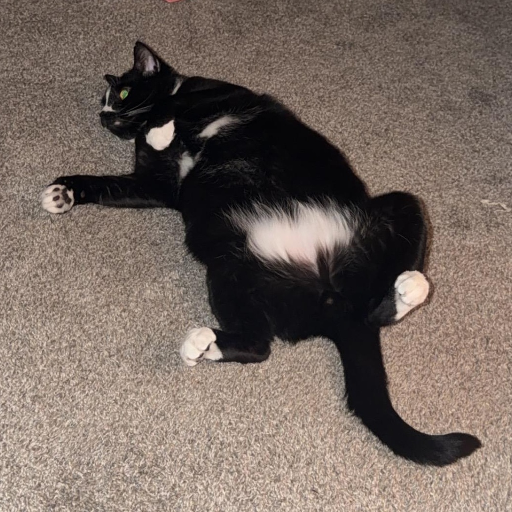 Enlarge Carlos (Bonded with Maddie), a Adoptable Domestic Short Hair in FITCHBURG, MA image 2/6