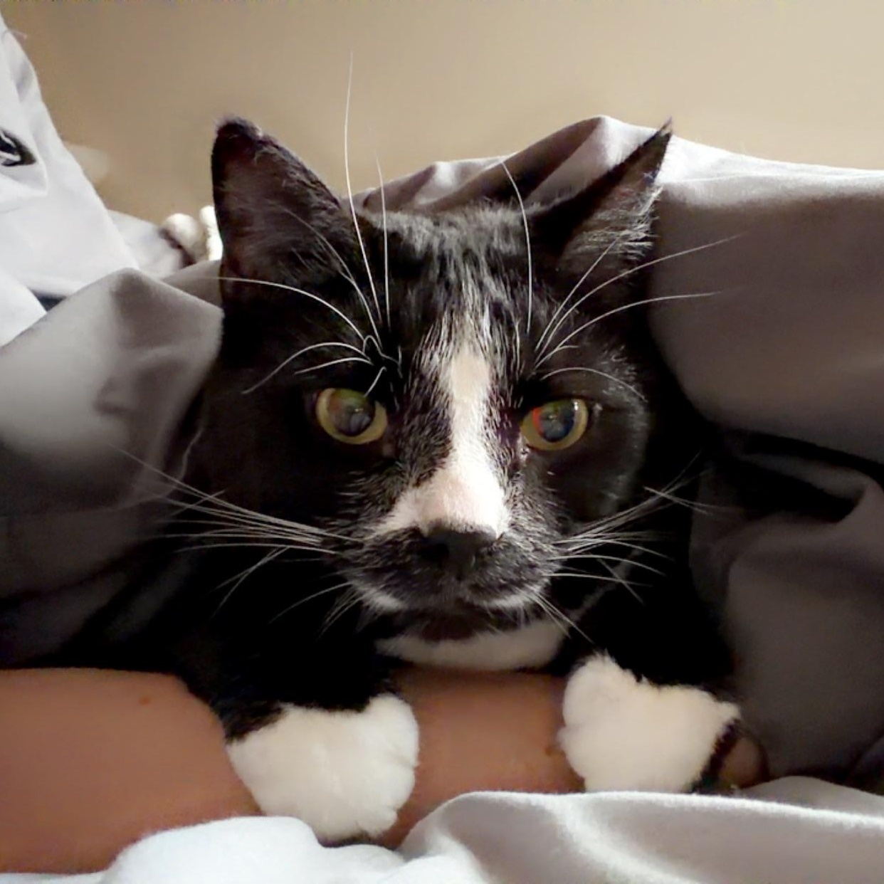 Carlos (Bonded with Maddie), Adoptable, Adult Male Domestic Short Hair.