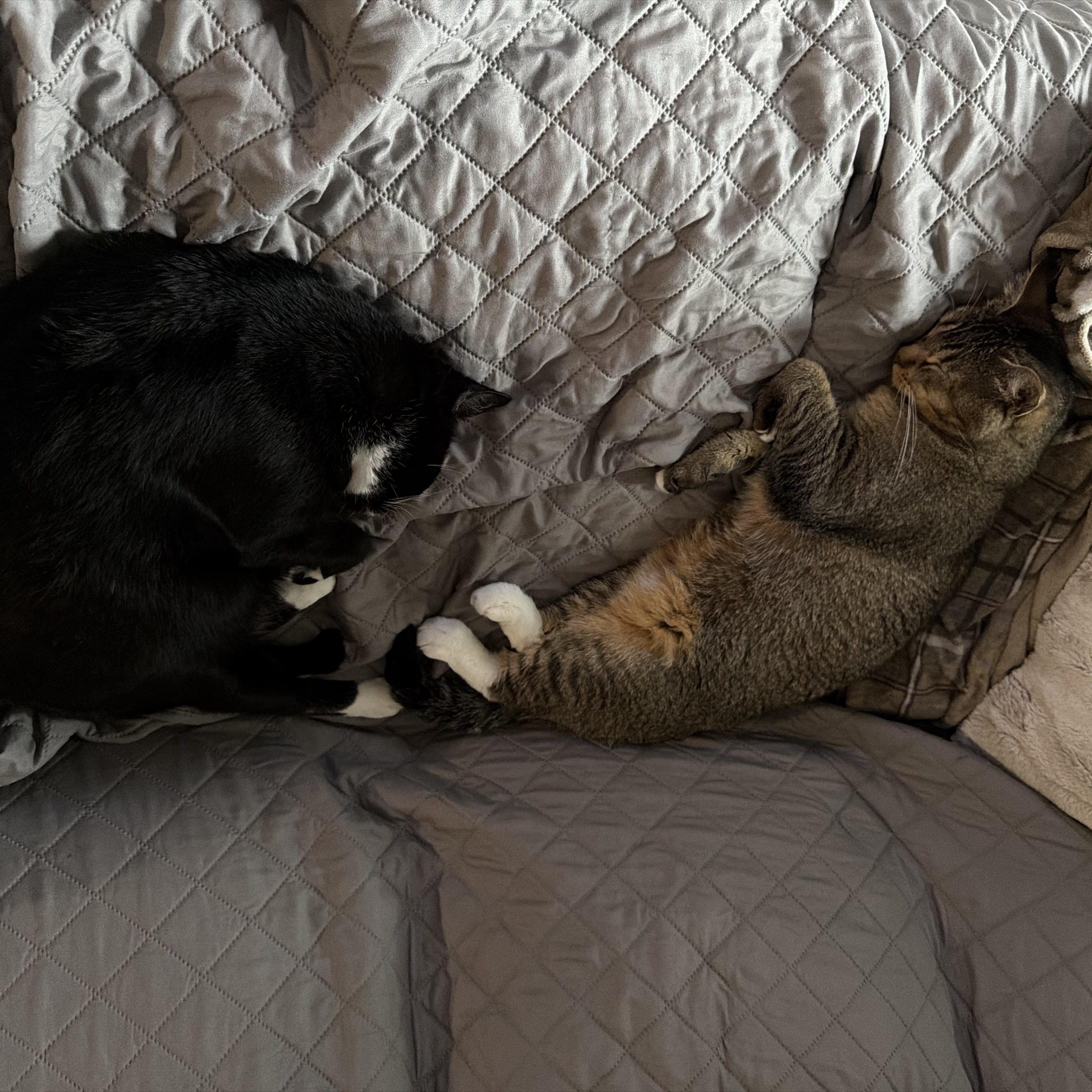 Enlarge Carlos (Bonded with Maddie), a Adoptable Domestic Short Hair in FITCHBURG, MA image 6/6