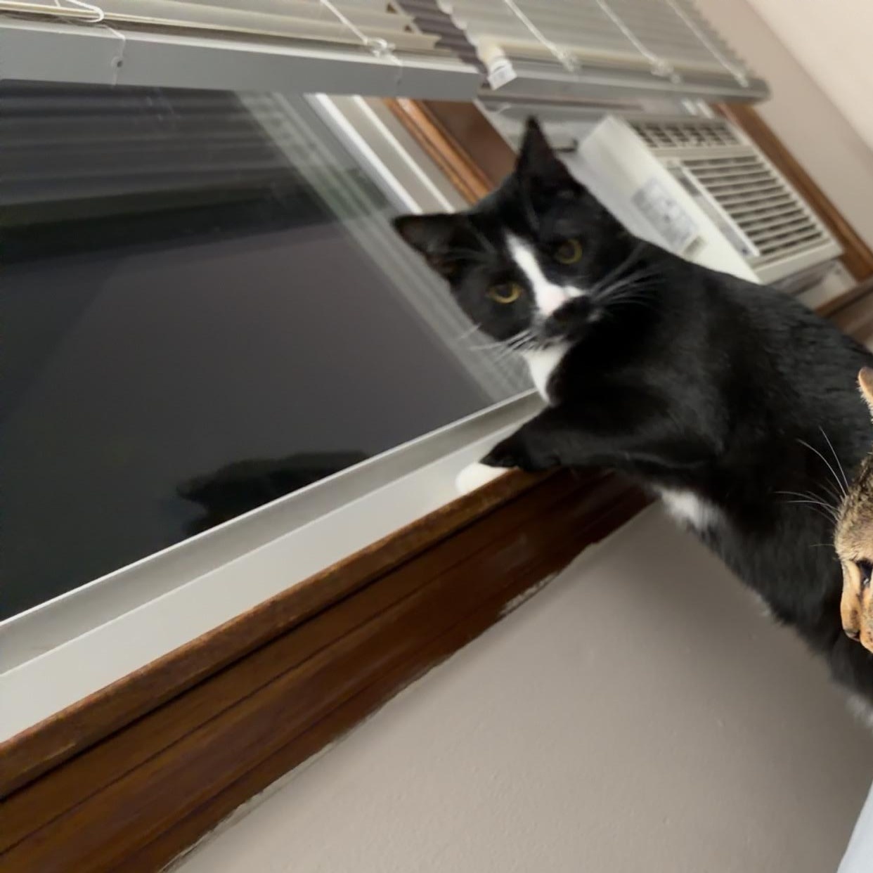 Enlarge Carlos (Bonded with Maddie), a Adoptable Domestic Short Hair in FITCHBURG, MA image 4/6
