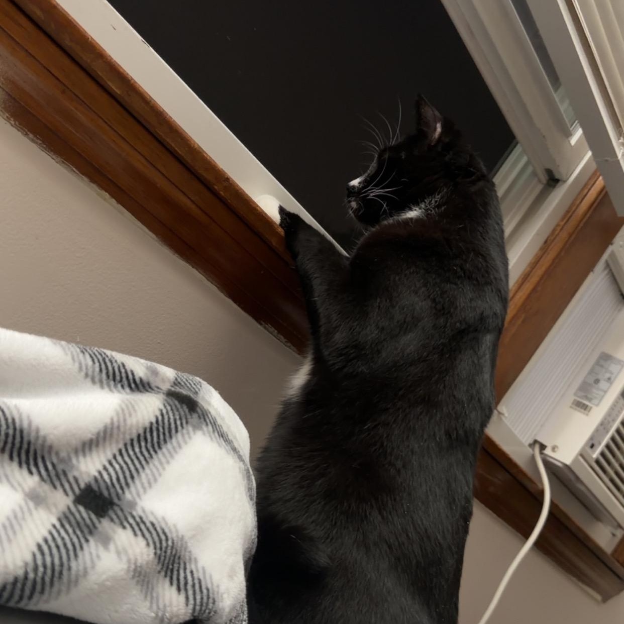 Enlarge Carlos (Bonded with Maddie), a Adoptable Domestic Short Hair in FITCHBURG, MA image 5/6