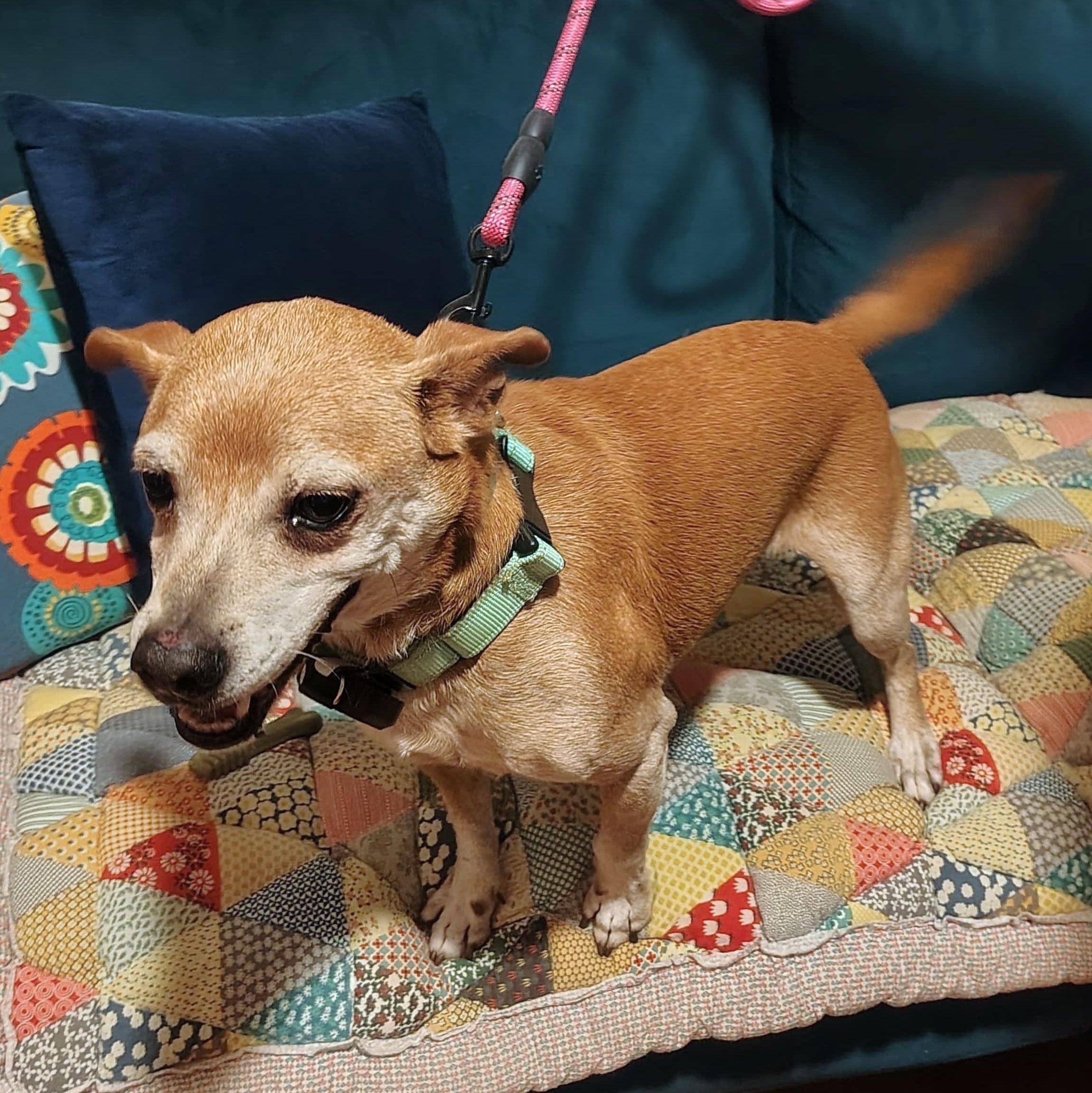 Pipo, a Adoptable mixed breed in Baltimore, MD image 5/6
