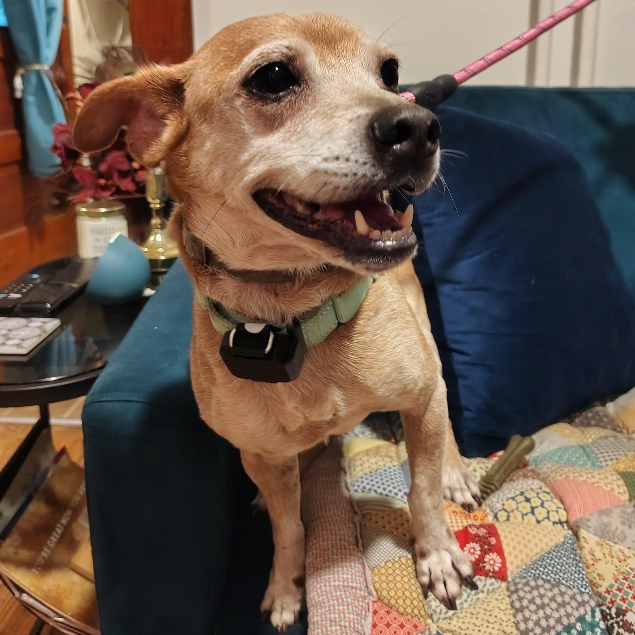 Pipo, a Adoptable mixed breed in Baltimore, MD image 3/6