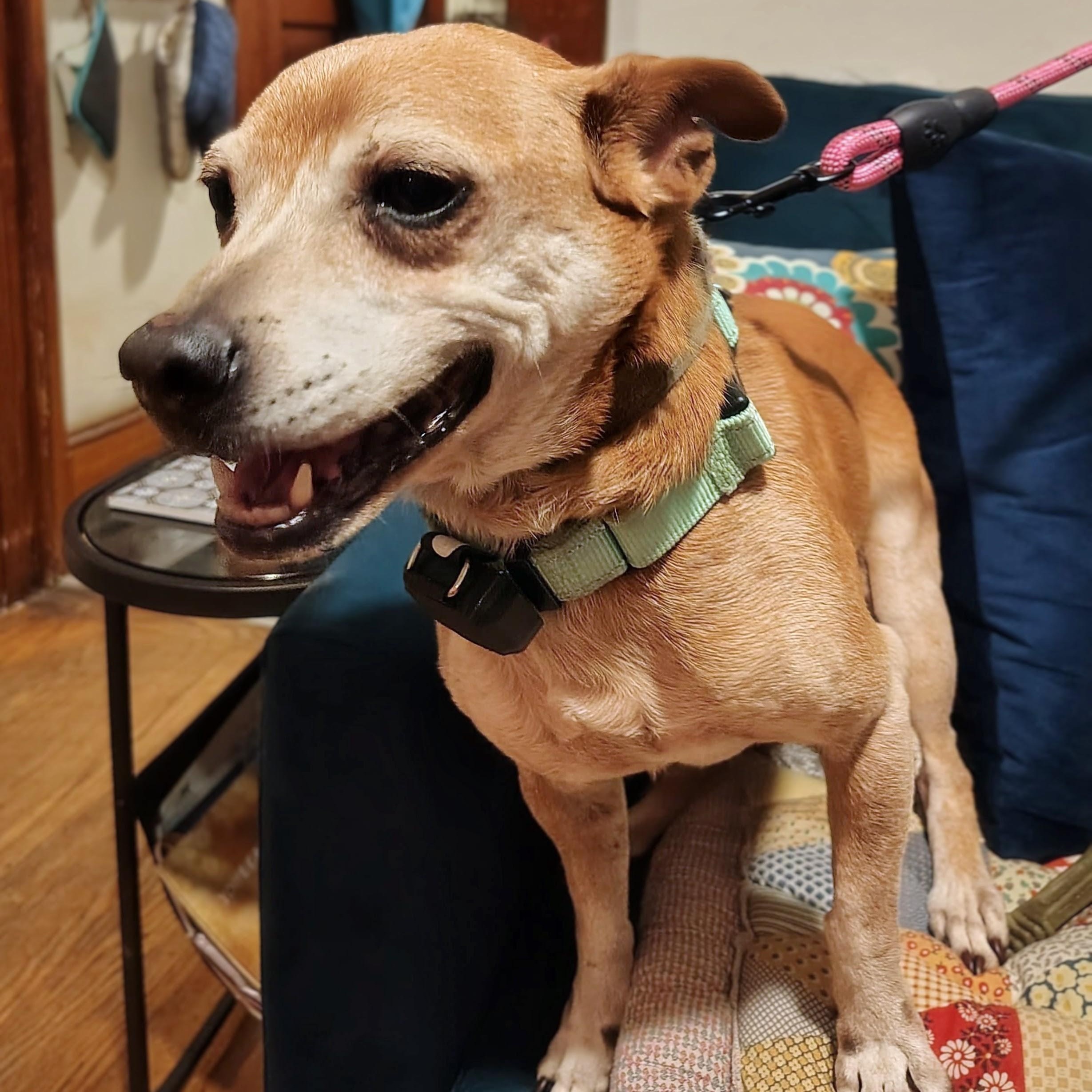 Pipo, a Adoptable mixed breed in Baltimore, MD image 2/6