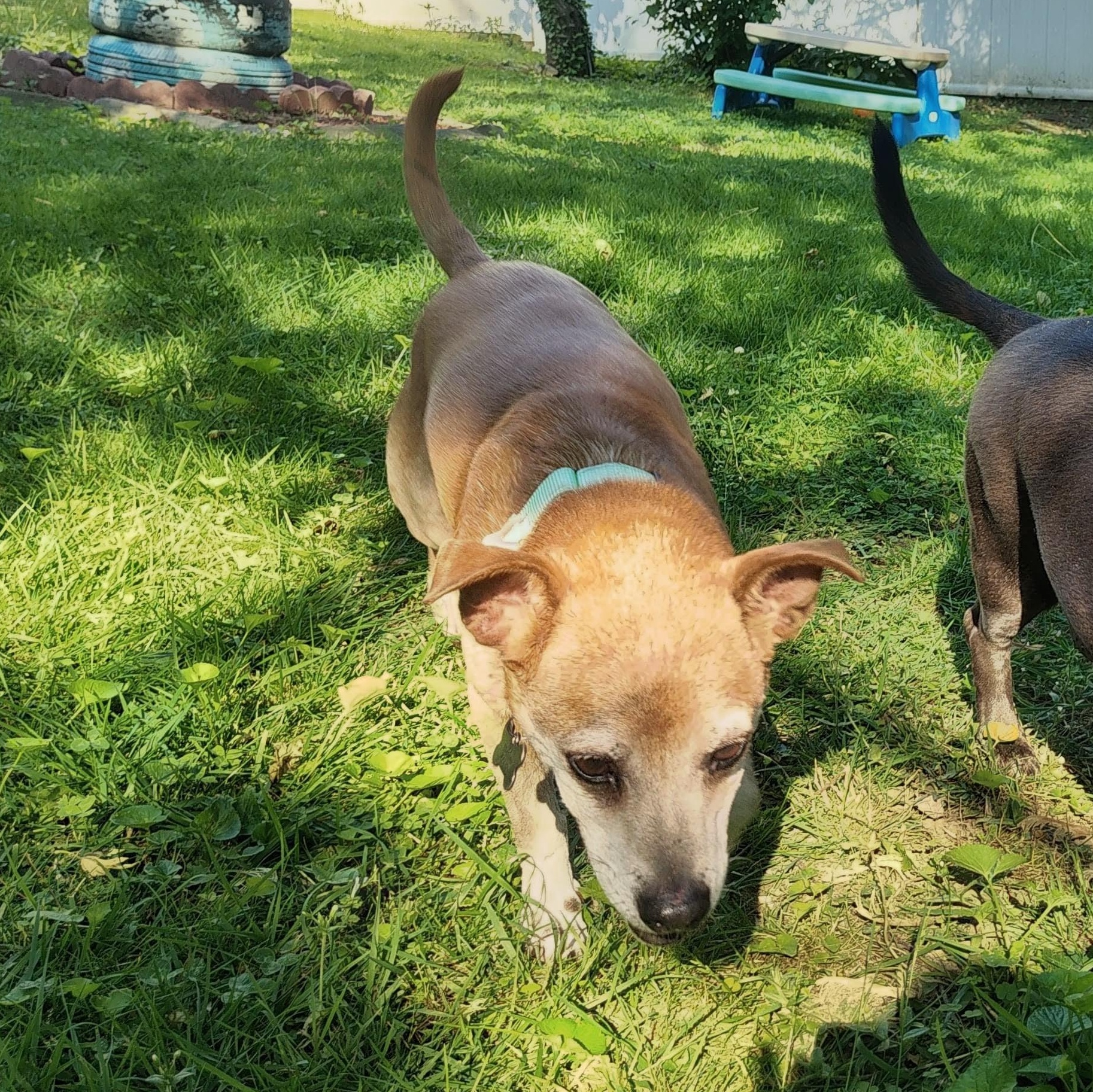 Pipo, a Adoptable mixed breed in Baltimore, MD image 6/6