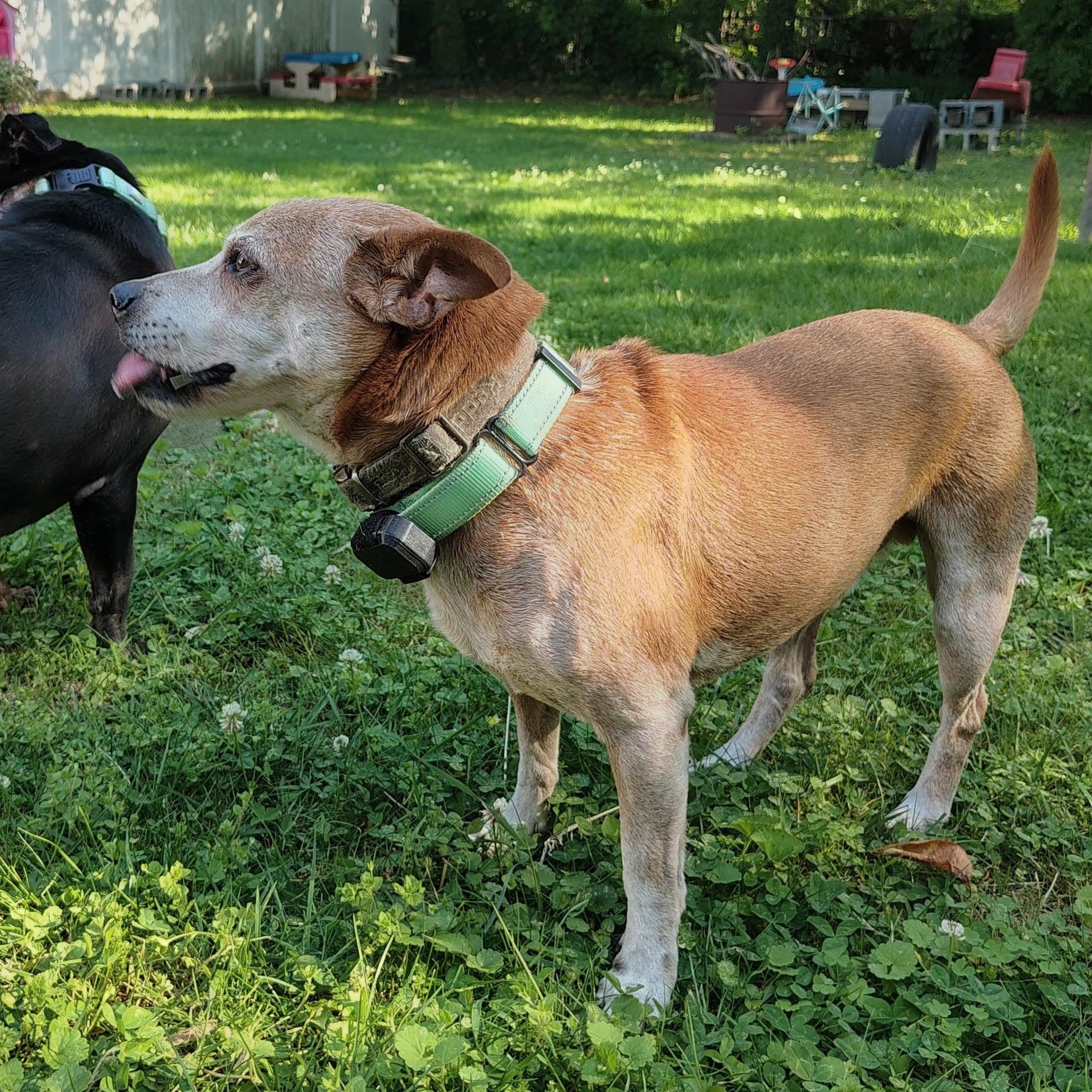 Pipo, a Adoptable mixed breed in Baltimore, MD image 1/6