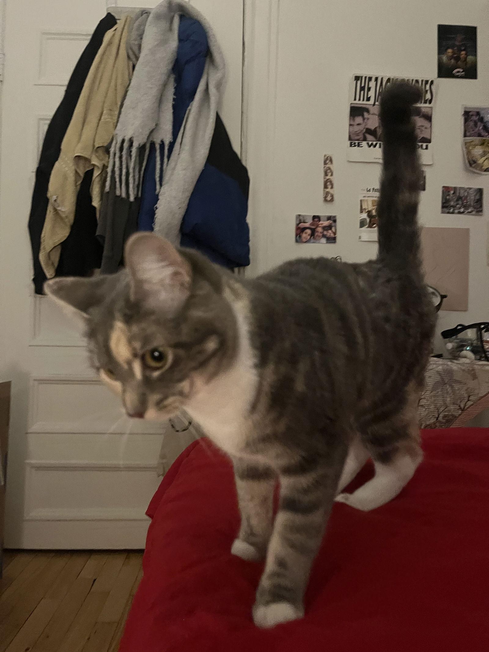 Aura, Adopted, Kitten Female Domestic Short Hair.