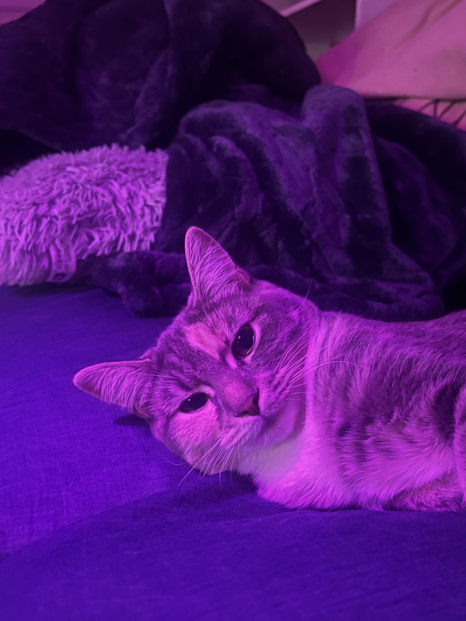 Enlarge Aura, a Adopted Domestic Short Hair in Montreal, QC image 2/3