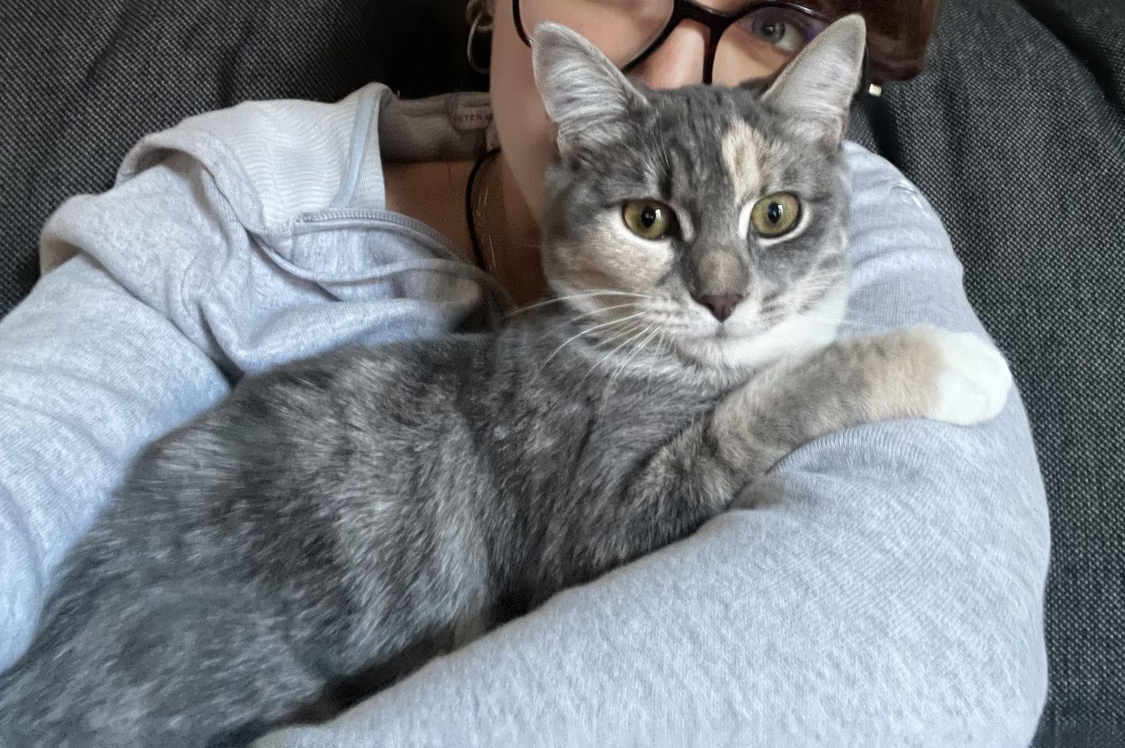 Enlarge Aura, a Adopted Domestic Short Hair in Montreal, QC image 3/3