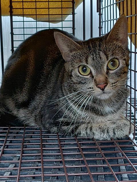 ALLEY, Adoptable, Adult Female Domestic Short Hair.