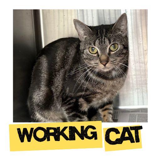 Enlarge ALLEY, a Adoptable Domestic Short Hair in Fort Lauderdale, FL image 1/1