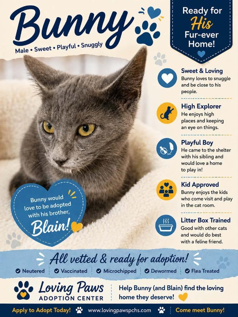 Bunny, Adoptable, Kitten Male Domestic Short Hair.