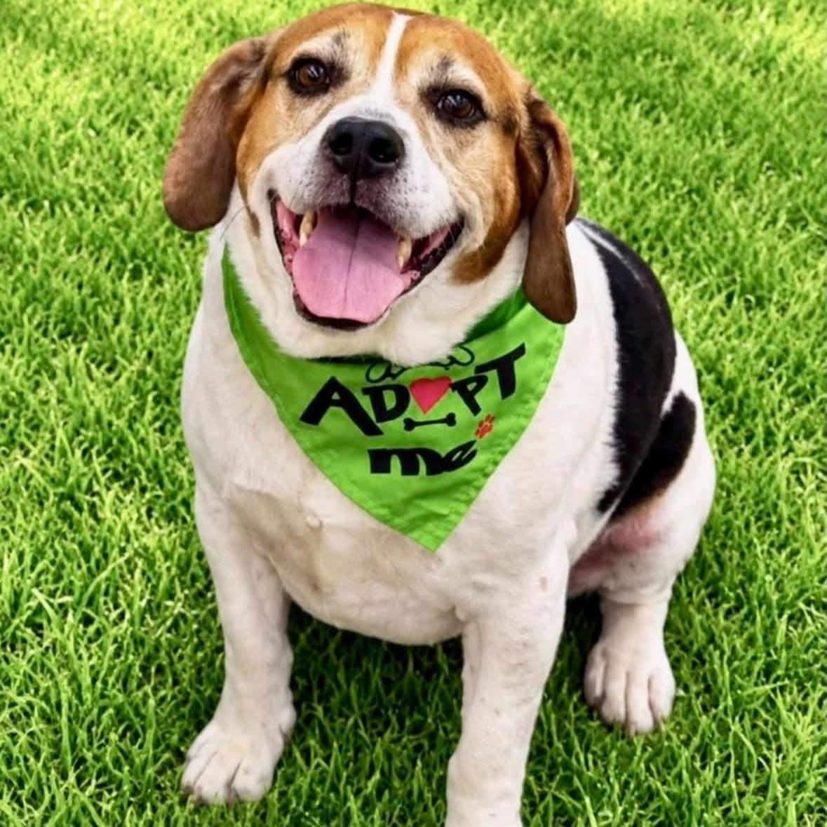 Enlarge Sarge, a ADOPTABLE mixed breed in Battle Creek, MI image 1/2