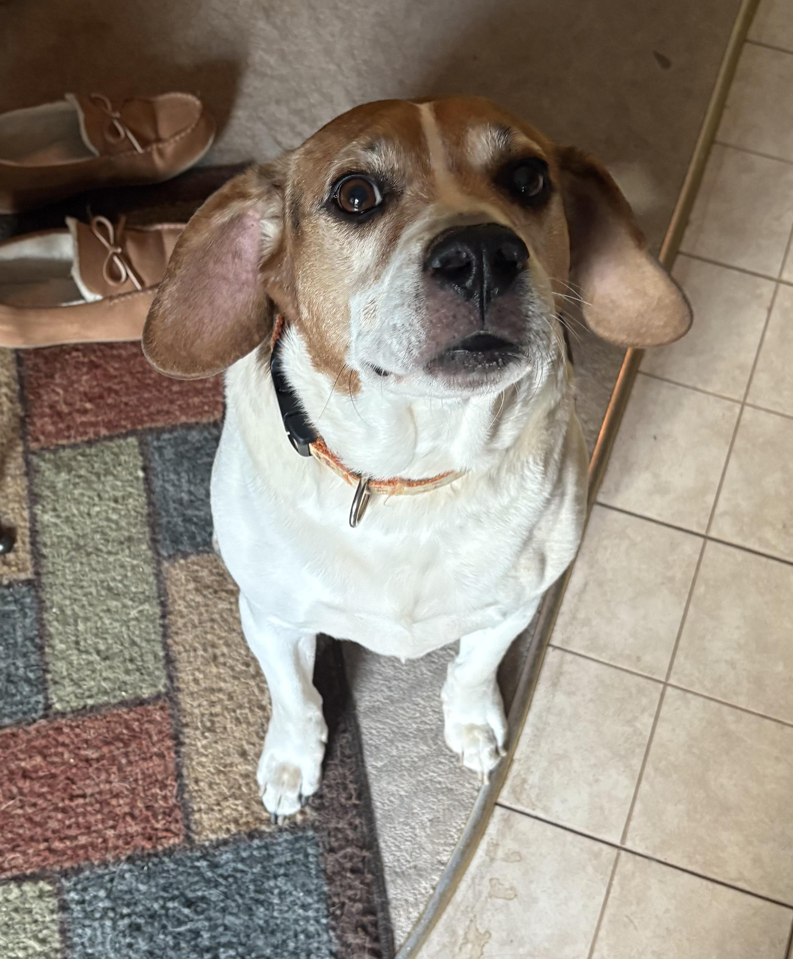 Enlarge Sarge, a ADOPTABLE mixed breed in Battle Creek, MI image 2/2
