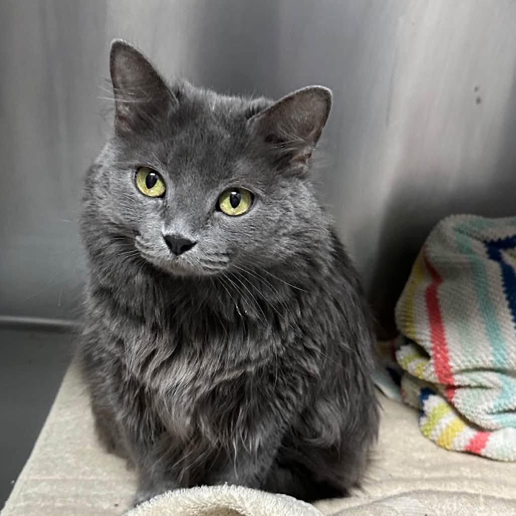 Enlarge Princess, a Adoptable Domestic Medium Hair in Clinton, IL image 1/1