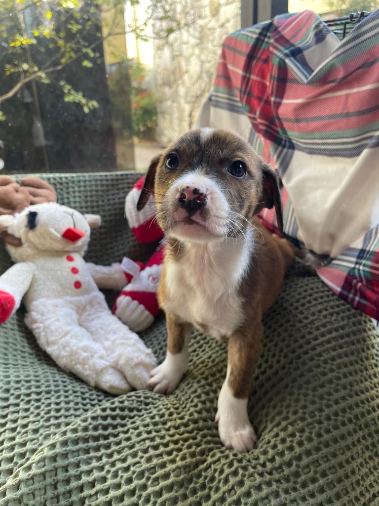 The Princess and the Frog (Jazz), Adoptable, Puppy Female Australian Shepherd.