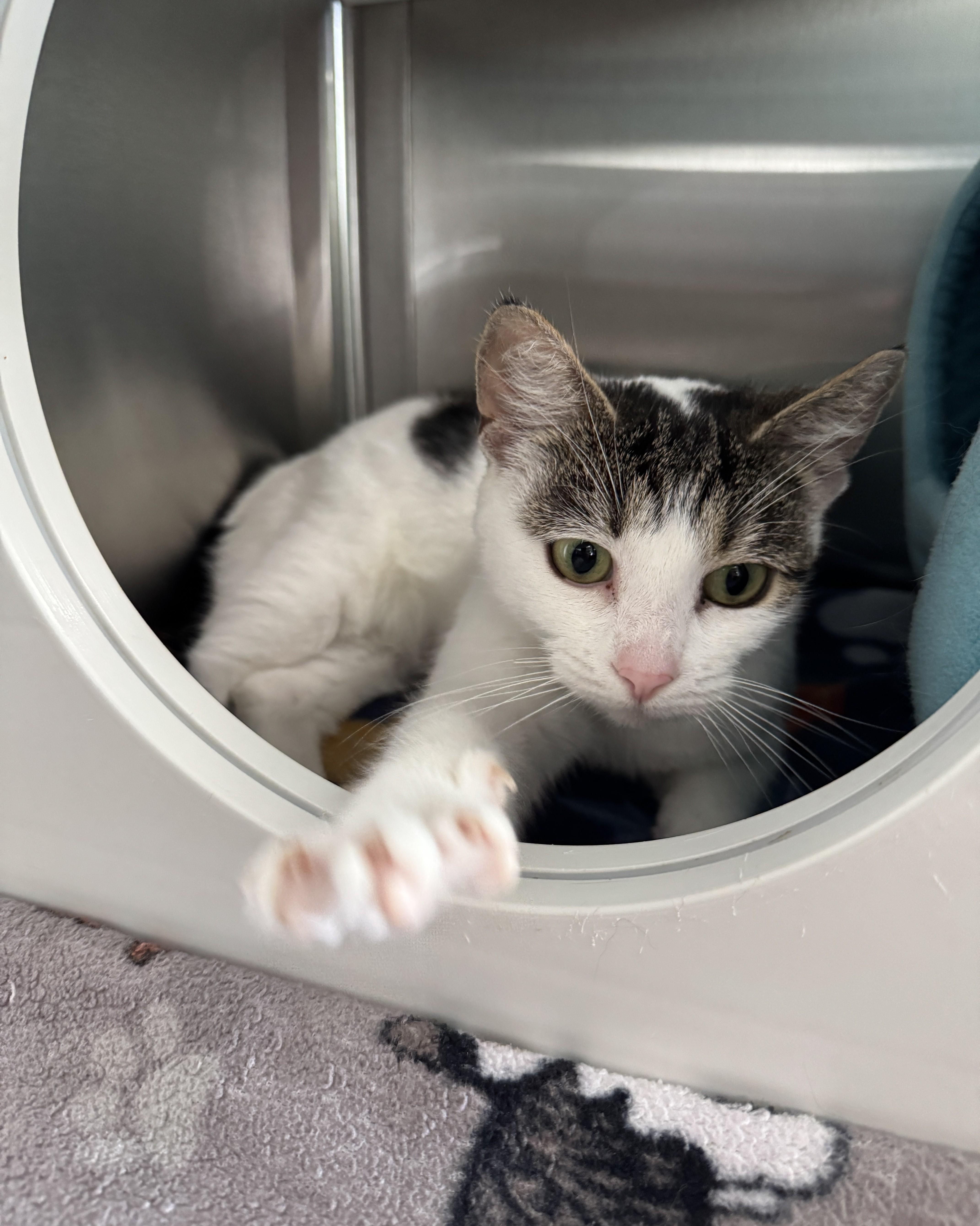 Enlarge Blueberry, an adopted Domestic Short Hair in Seneca, PA image 2/3