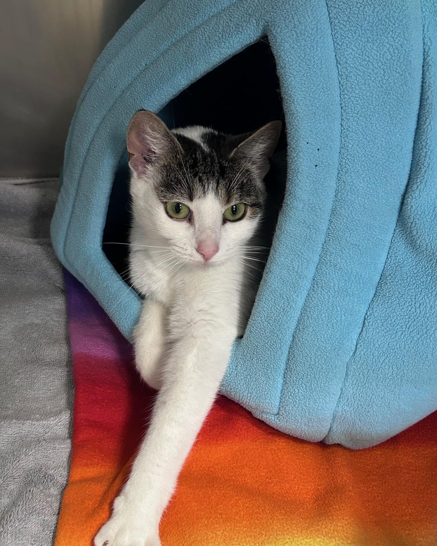 Enlarge Blueberry, an adopted Domestic Short Hair in Seneca, PA image 3/3