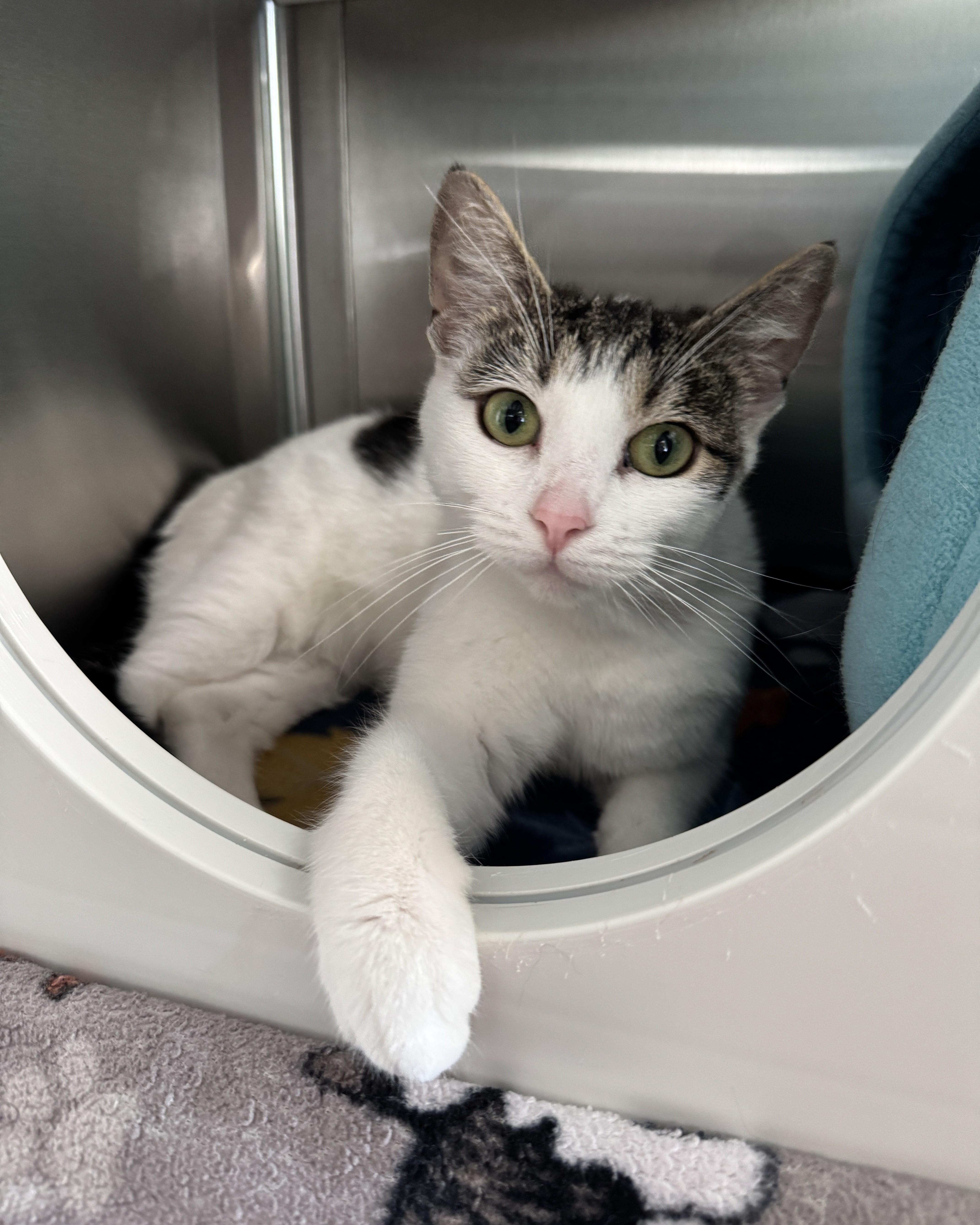 Blueberry, adopted, Young Female Domestic Short Hair.