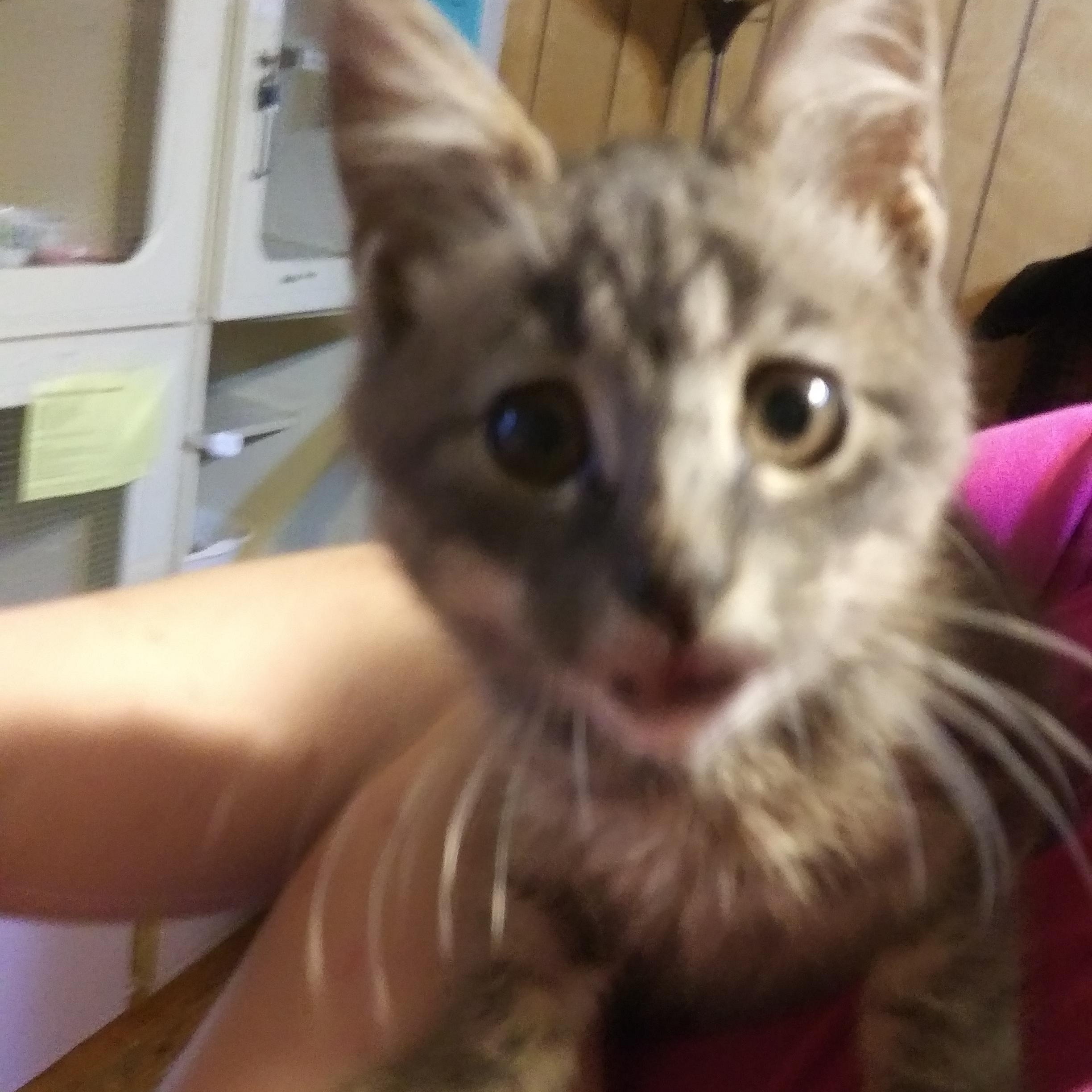 Cole, Adopted, Kitten Male Domestic Medium Hair.
