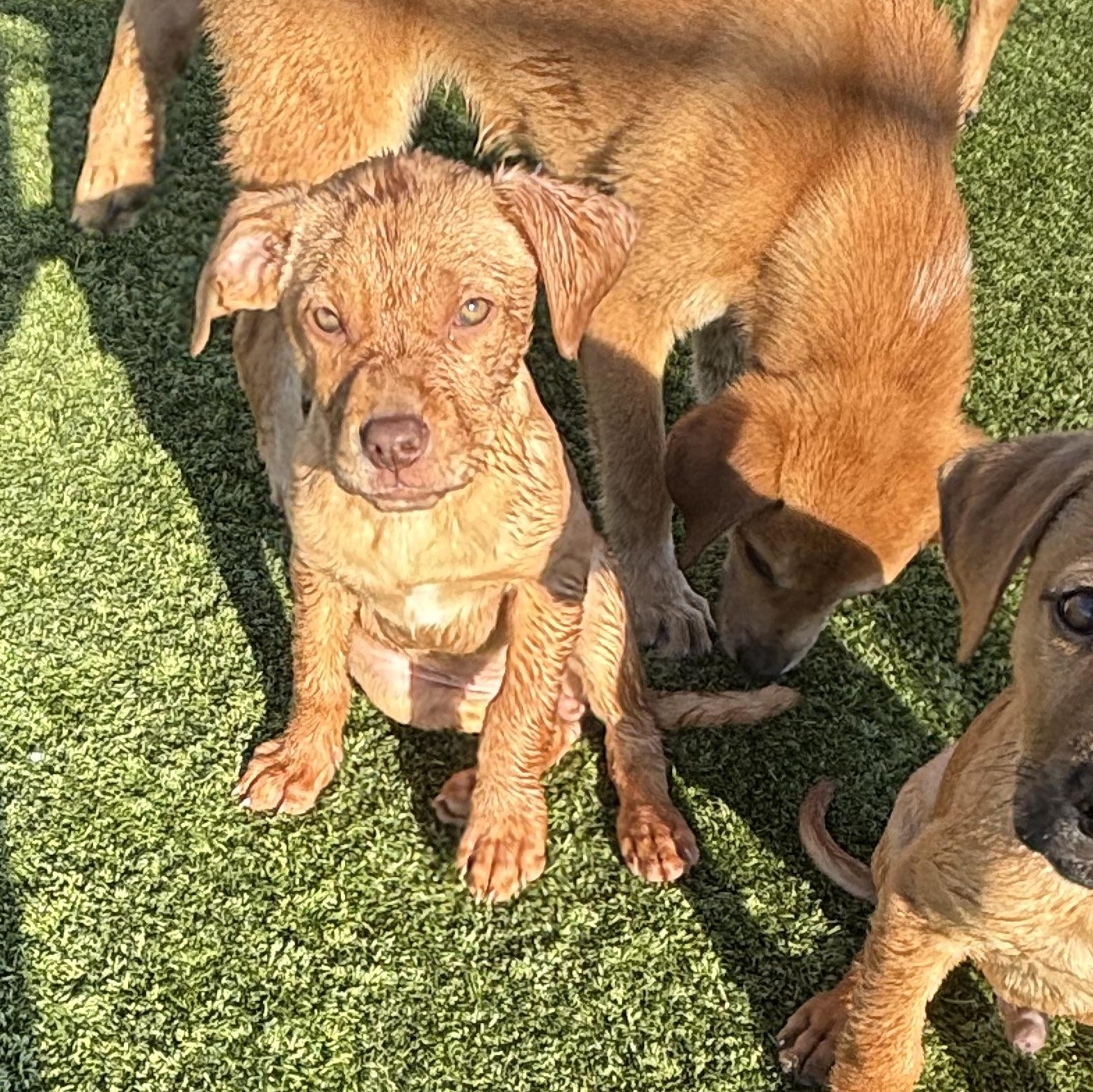 Enlarge Happy, a Adoptable mixed breed in Liberty, MO image 5/5