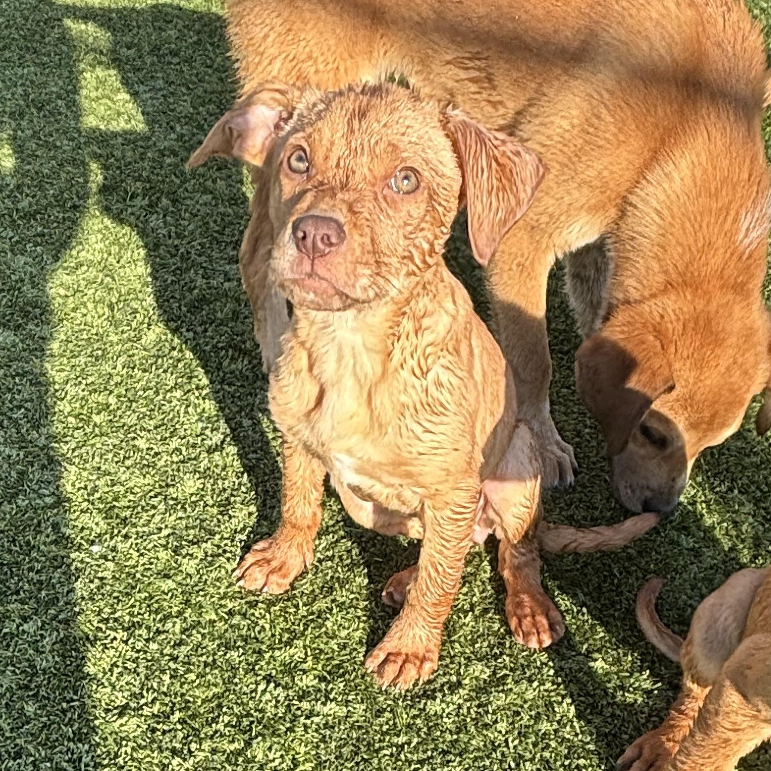 Enlarge Happy, a Adoptable mixed breed in Liberty, MO image 4/5