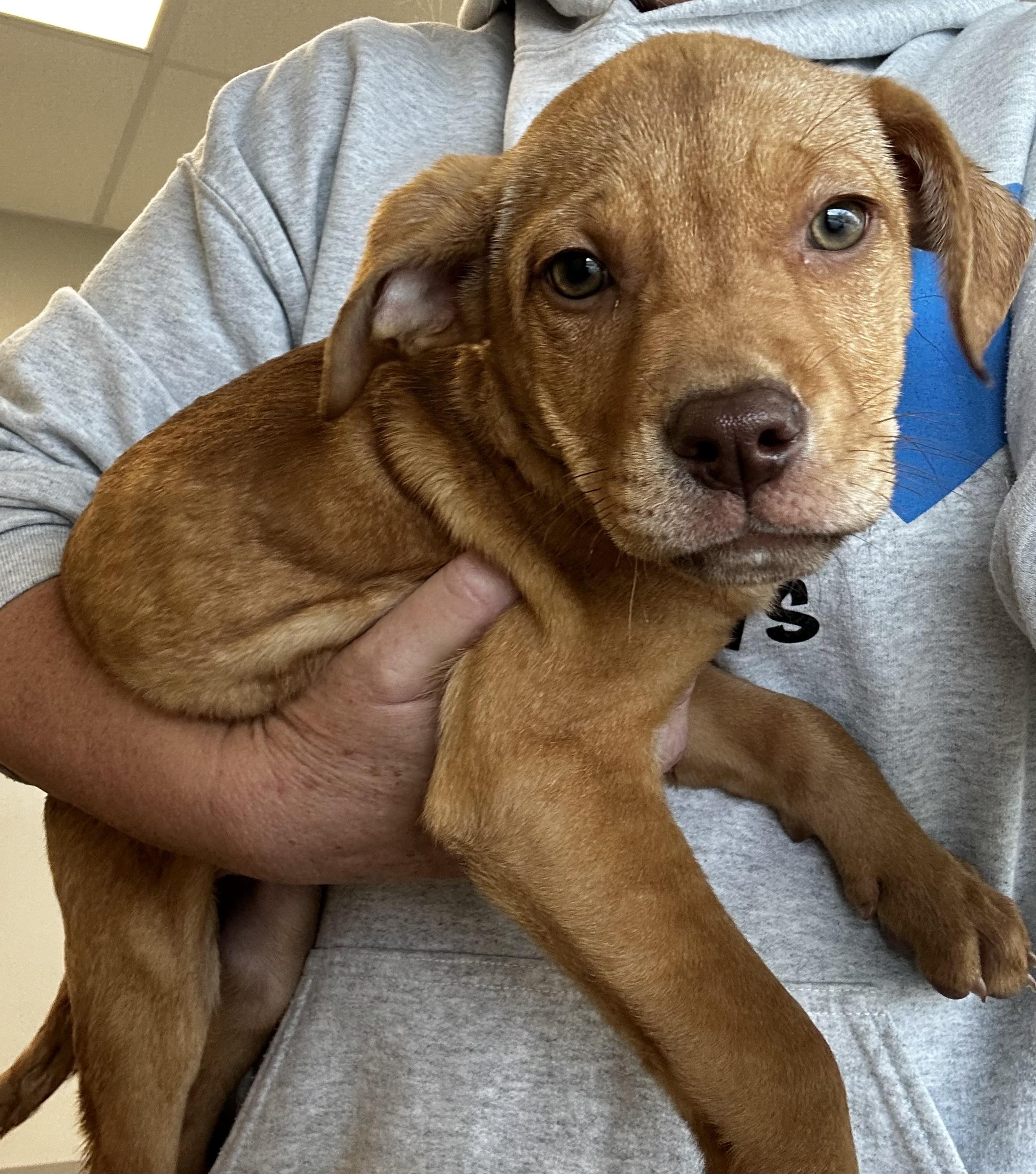 Happy, Adoptable, Puppy Female German Shepherd Dog.