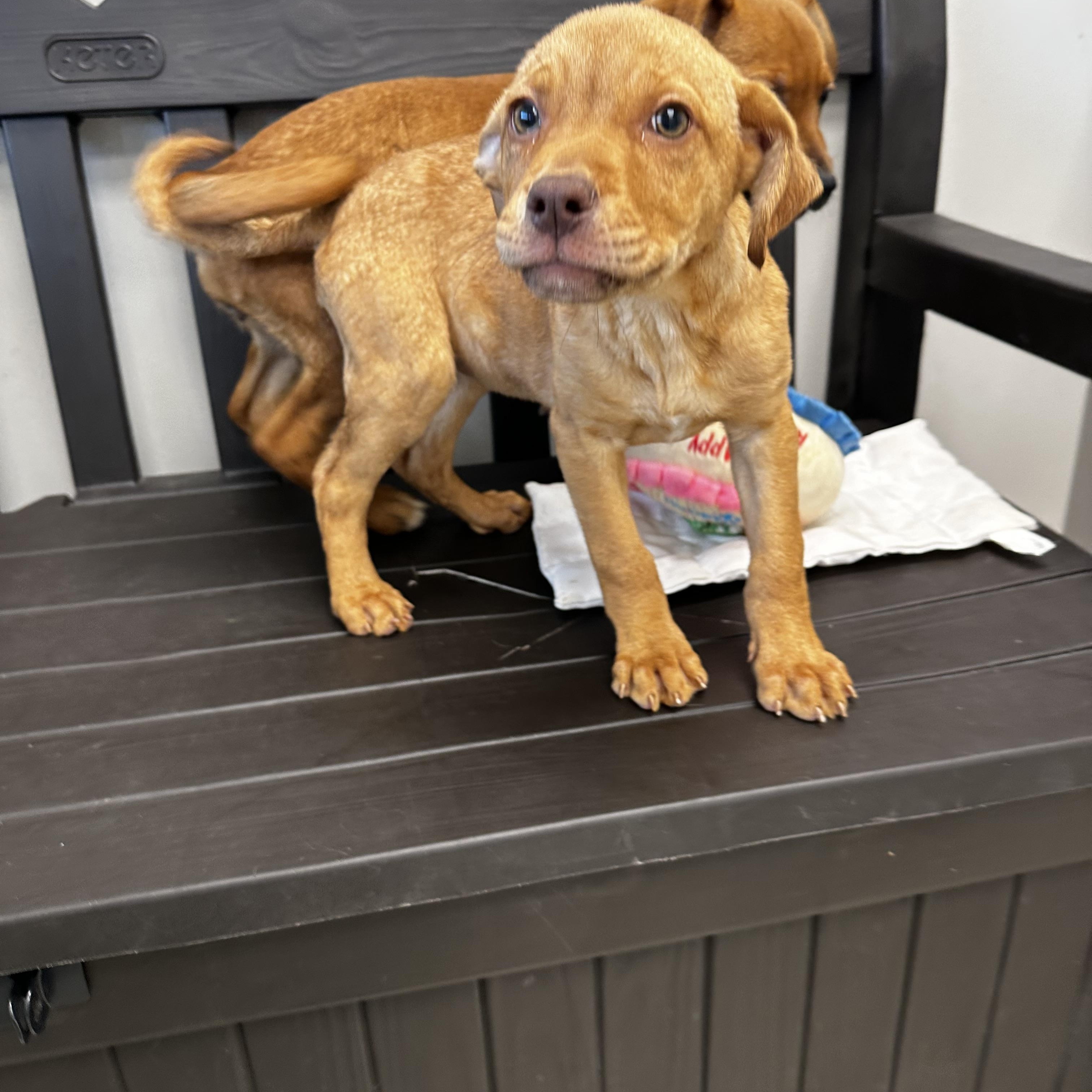 Enlarge Happy, a Adoptable mixed breed in Liberty, MO image 3/5