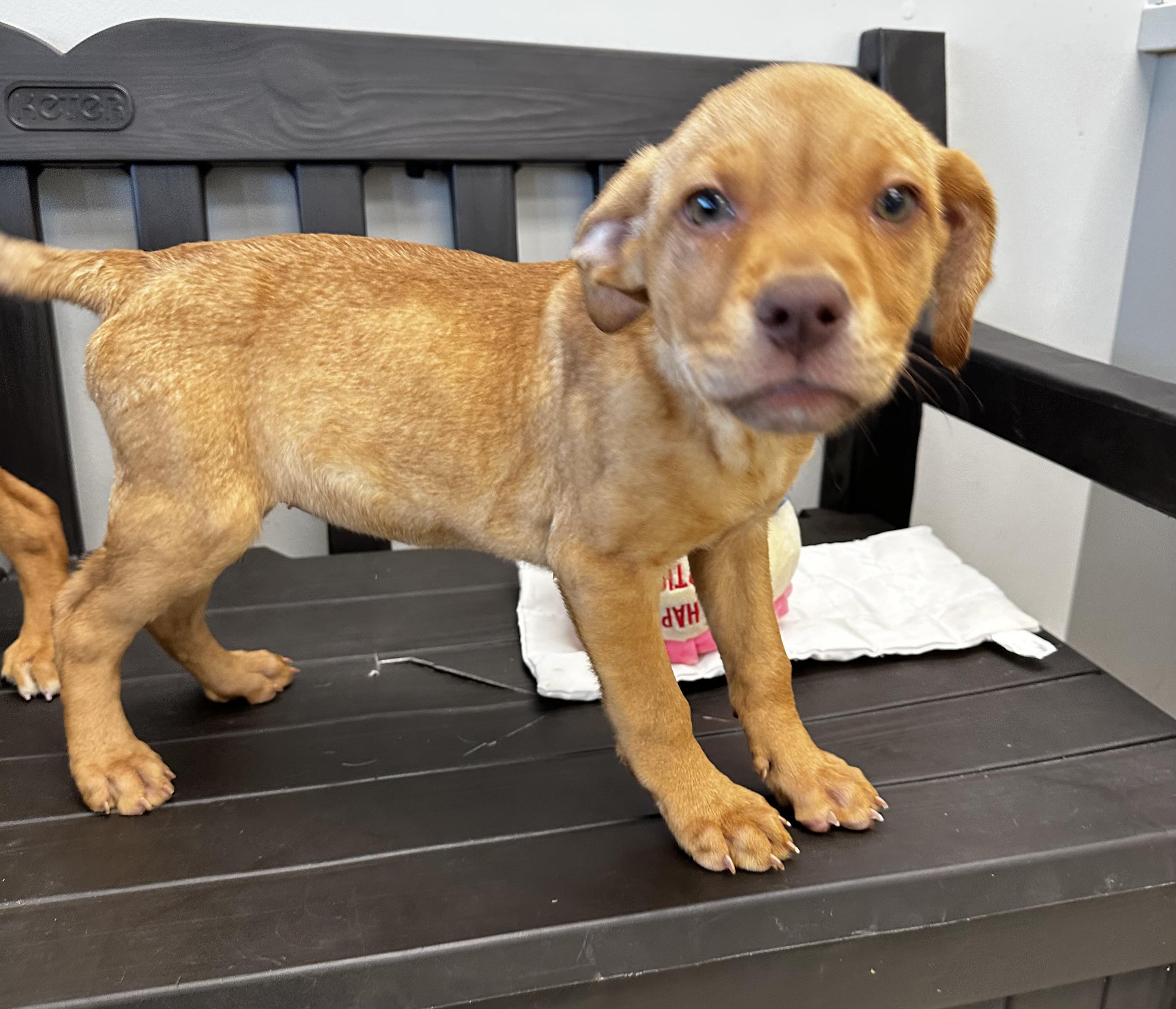 Enlarge Happy, a Adoptable mixed breed in Liberty, MO image 2/5