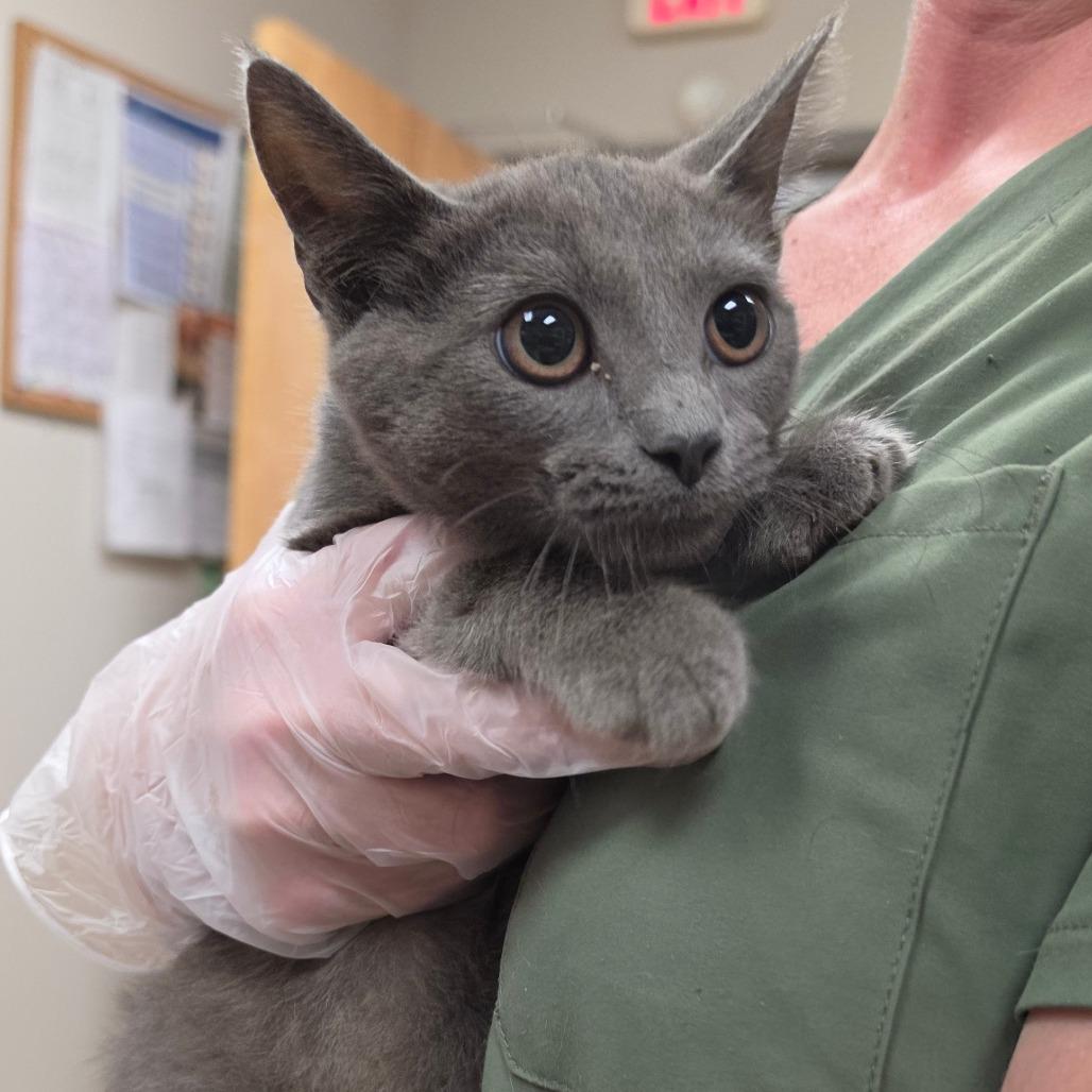 Enlarge Mulan - 073106U, a Adoptable Domestic Short Hair in Tupelo, MS image 1/1