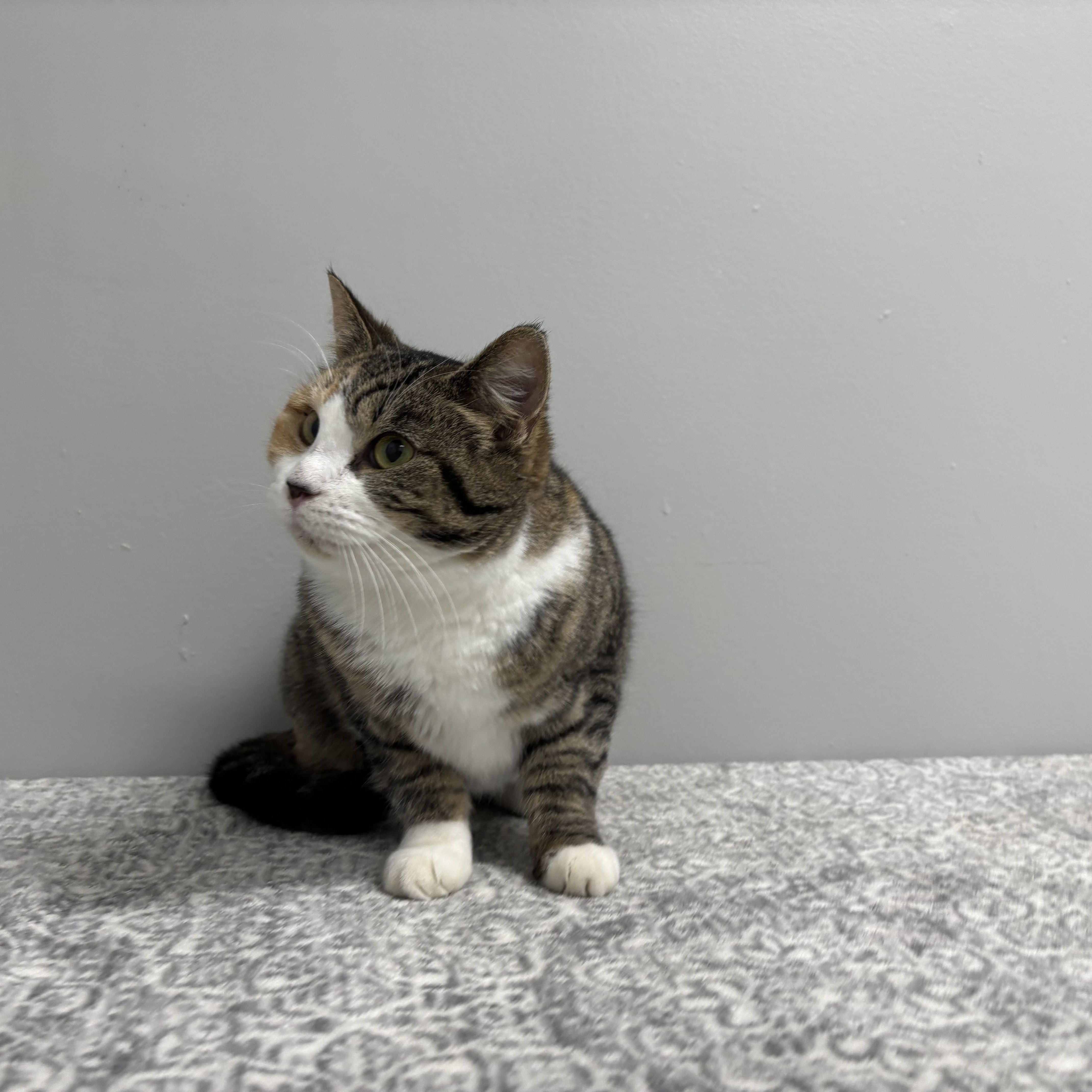 Enlarge Marble, a Adoptable Domestic Short Hair in Frankfort, IN image 3/4