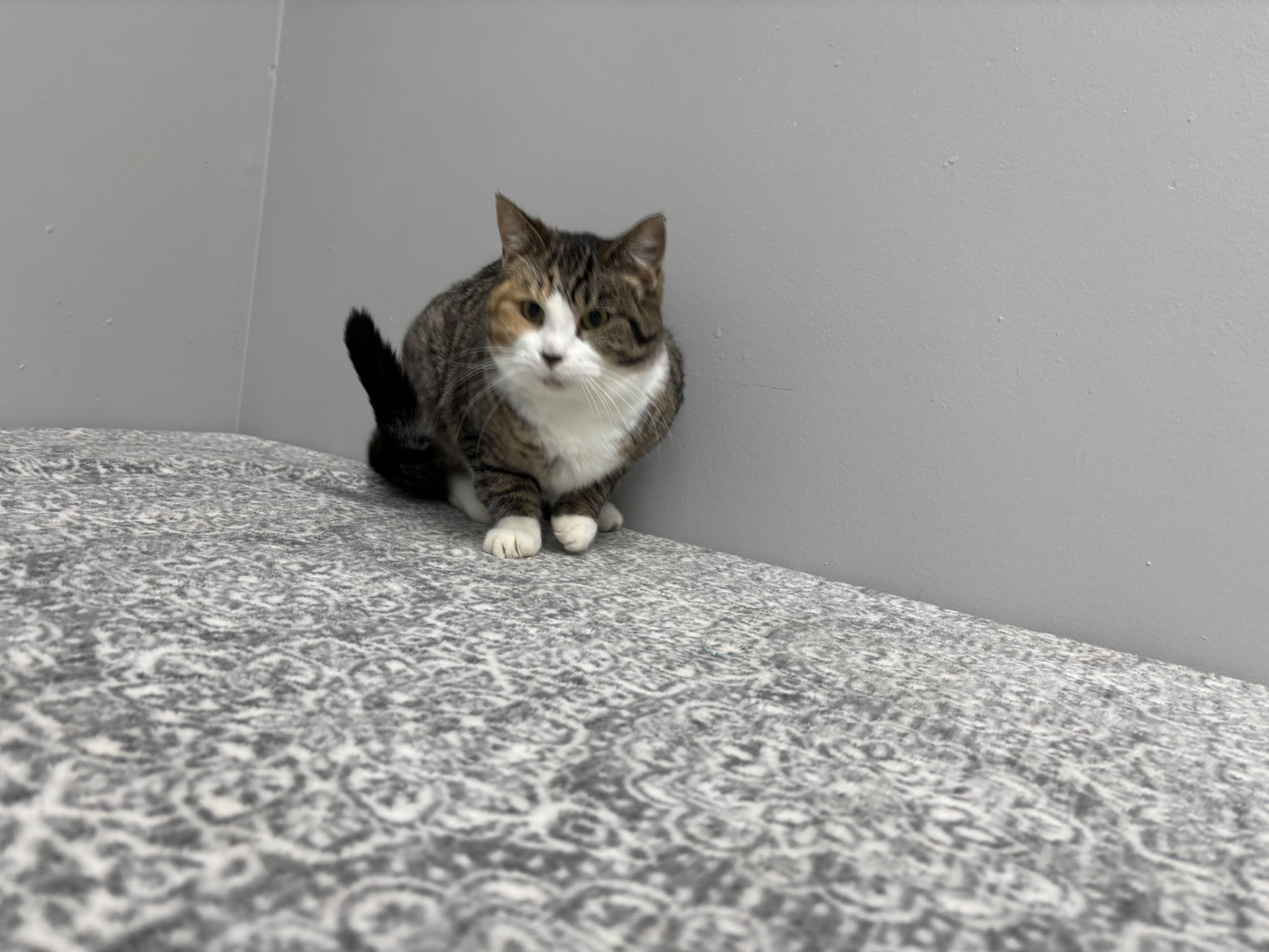 Enlarge Marble, a Adoptable Domestic Short Hair in Frankfort, IN image 2/4