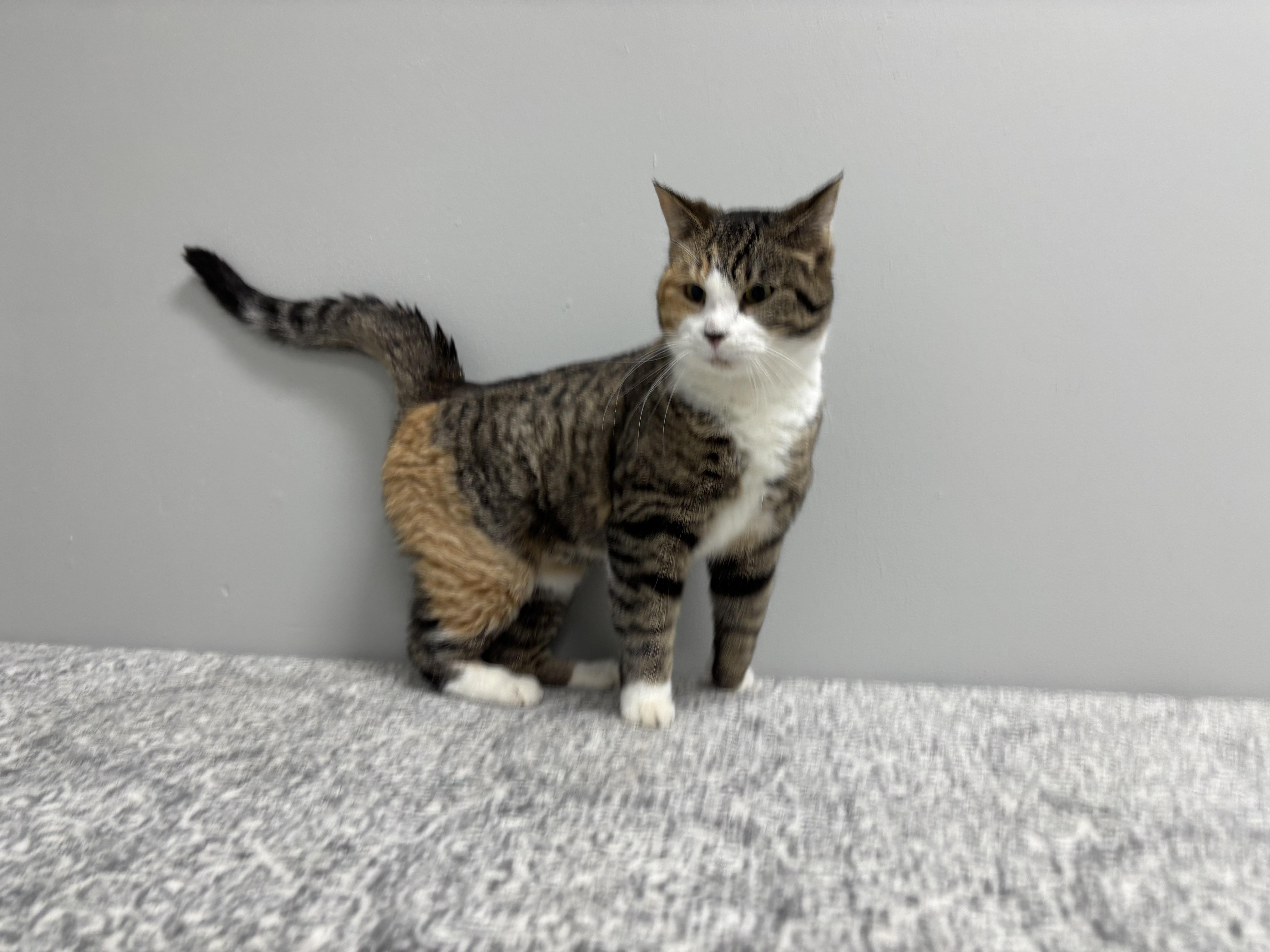 Enlarge Marble, a Adoptable Domestic Short Hair in Frankfort, IN image 4/4