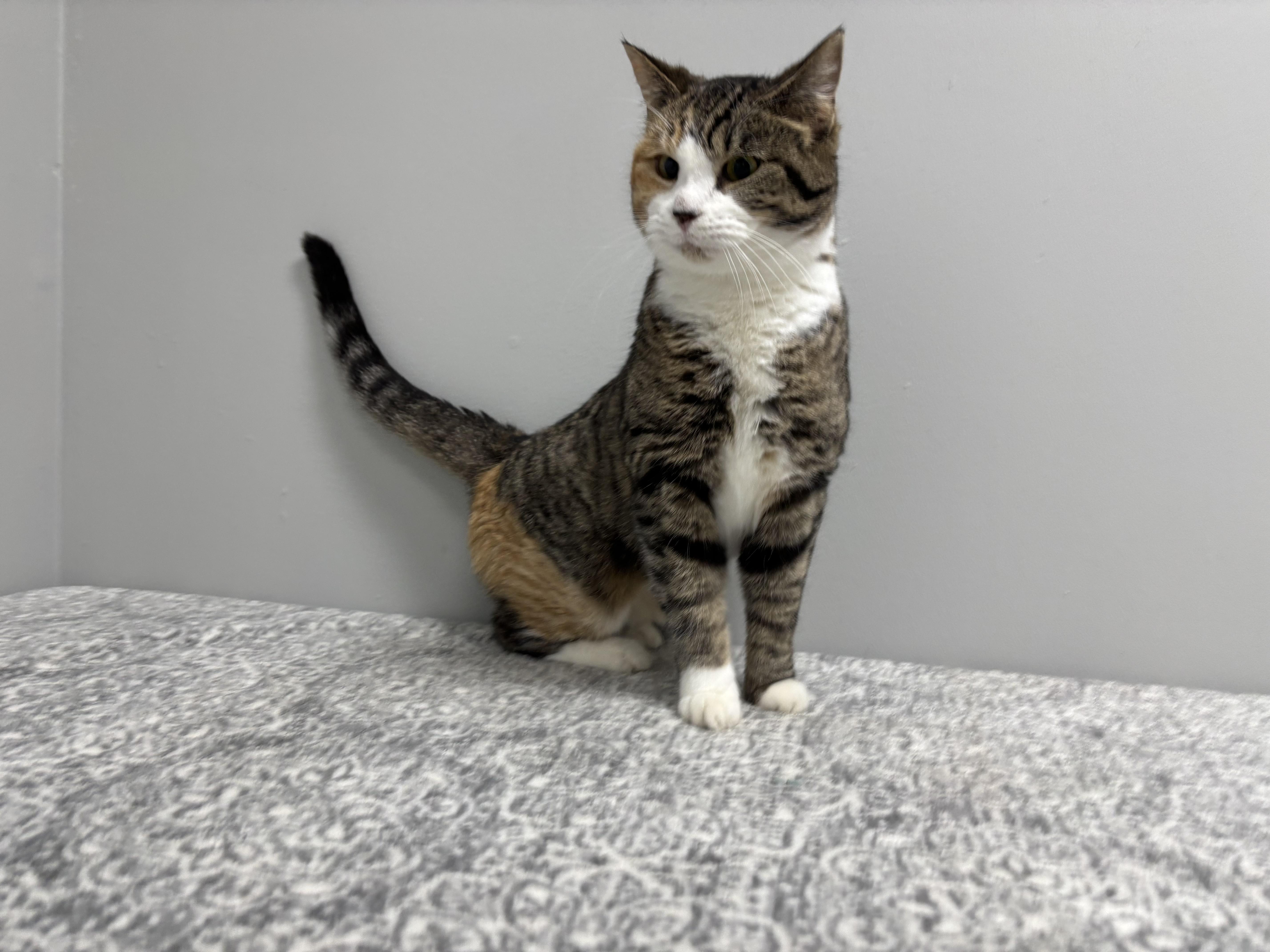 Enlarge Marble, a Adoptable Domestic Short Hair in Frankfort, IN image 1/4