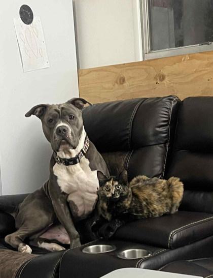 Shade, Adoptable, Adult Male Pit Bull Terrier & Mixed Breed.