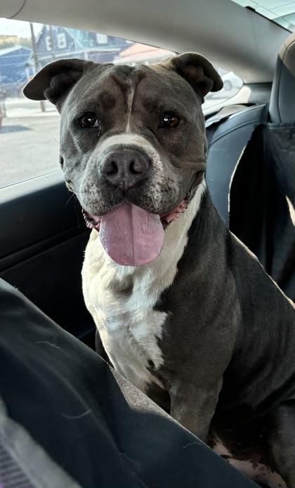 Shade, a Adoptable mixed breed in Pendleton, OR image 2/3