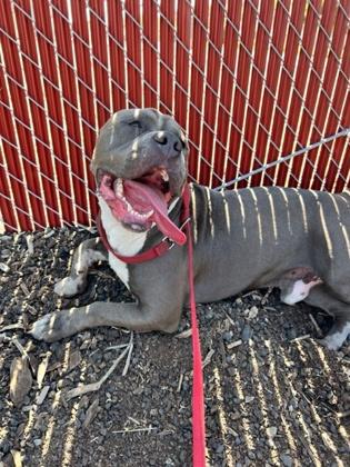 Shade, a Adoptable mixed breed in Pendleton, OR image 3/3