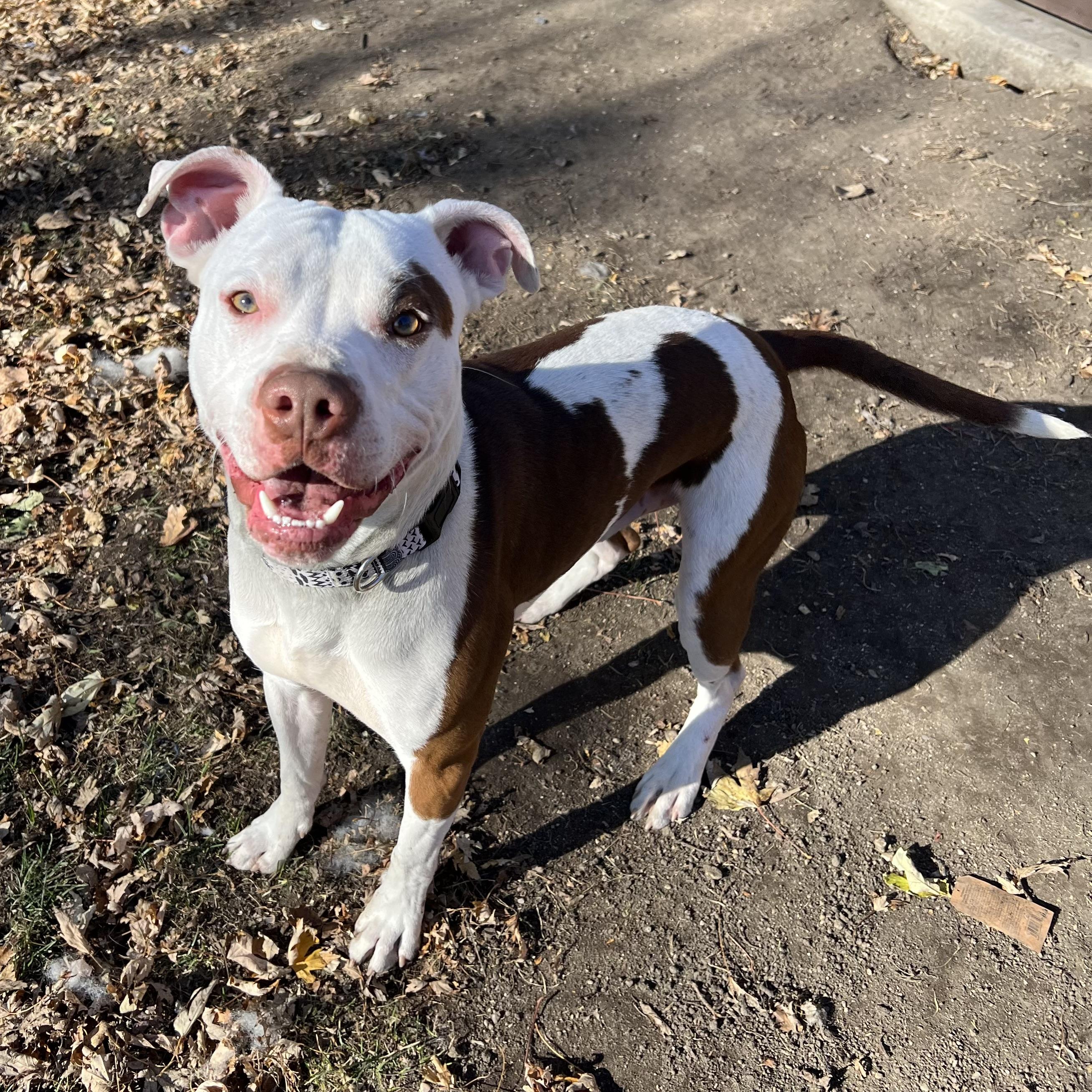 Ozzy, a Adoptable mixed breed in Fairmont, MN image 2/6