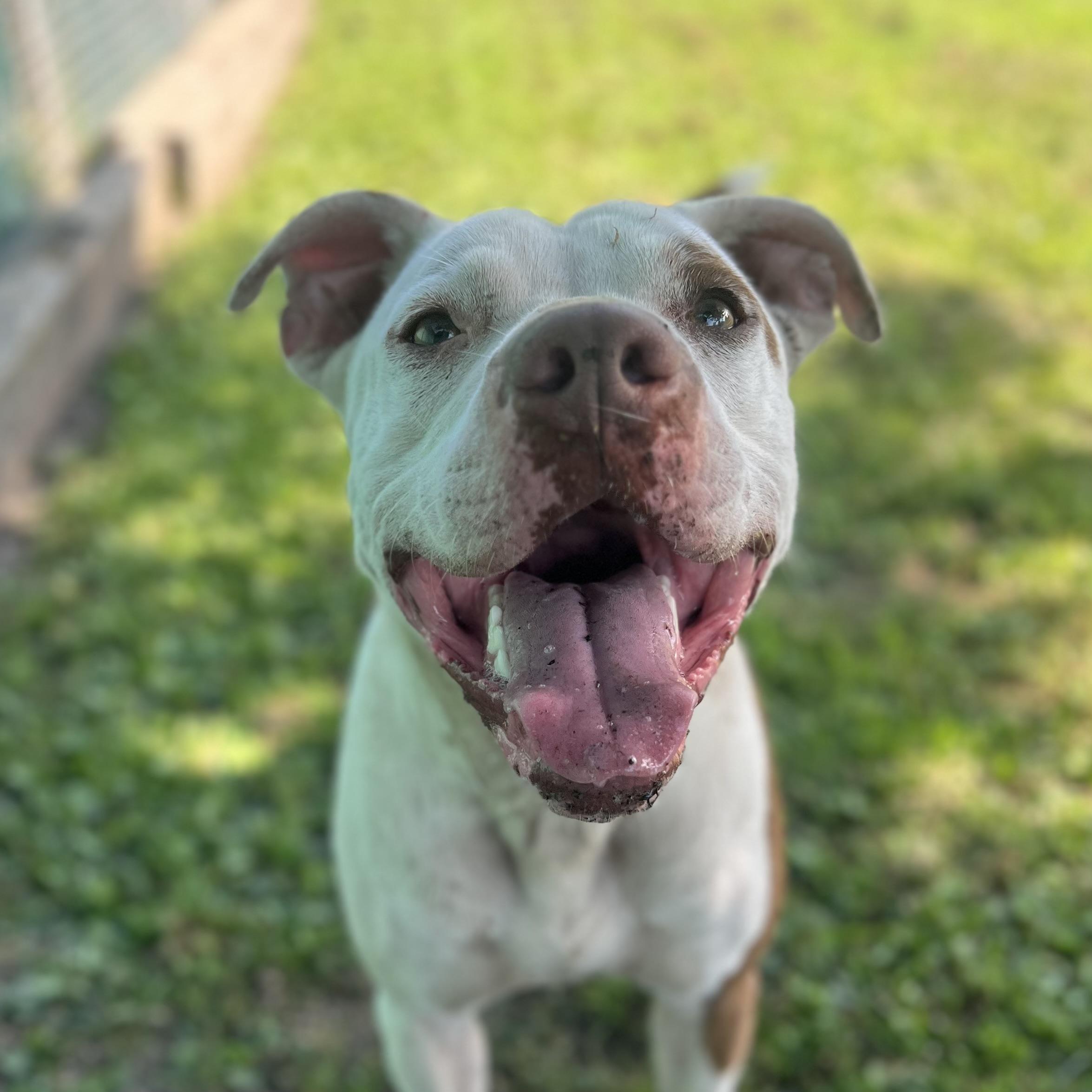 Ozzy, a Adoptable mixed breed in Fairmont, MN image 3/6