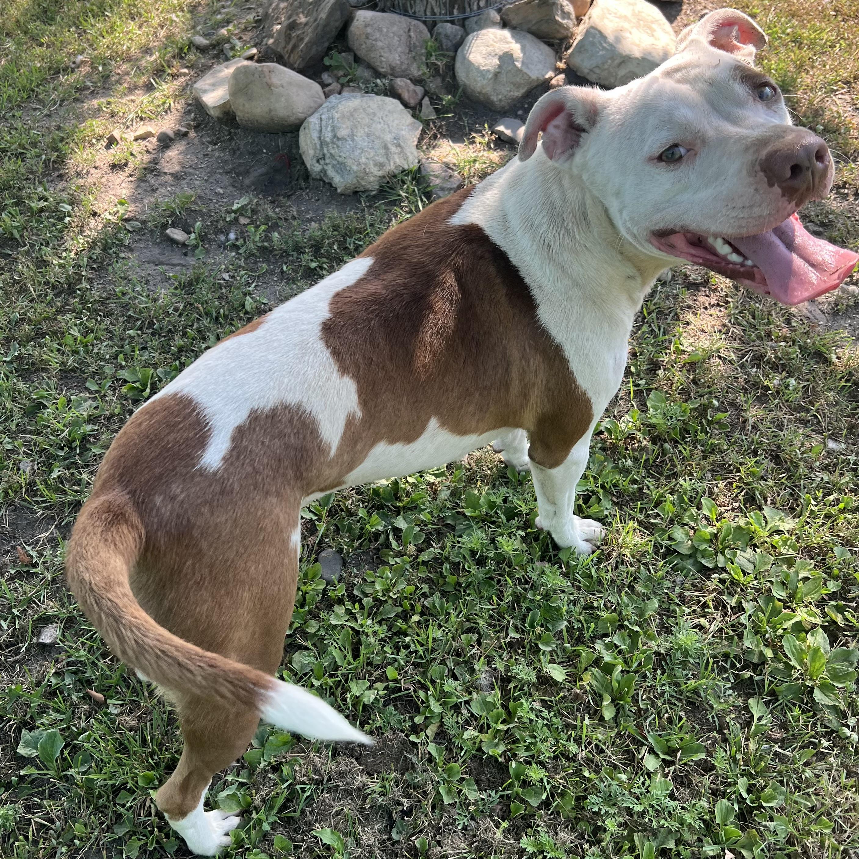 Ozzy, a Adoptable mixed breed in Fairmont, MN image 4/6