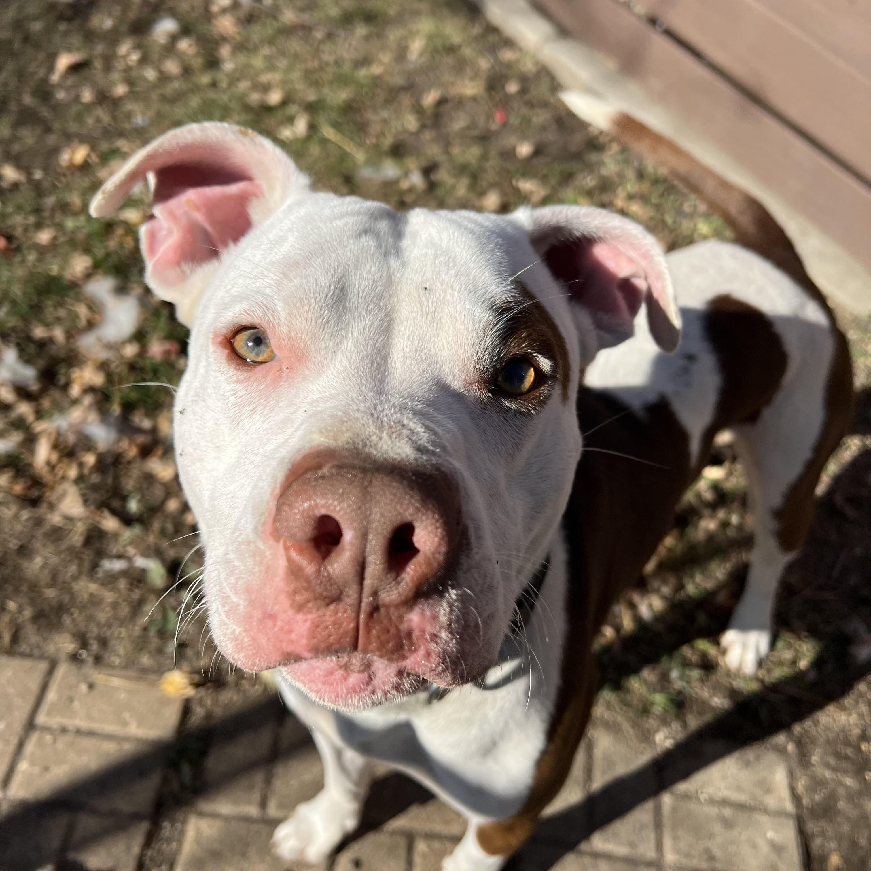 Ozzy, a Adoptable mixed breed in Fairmont, MN image 4/6