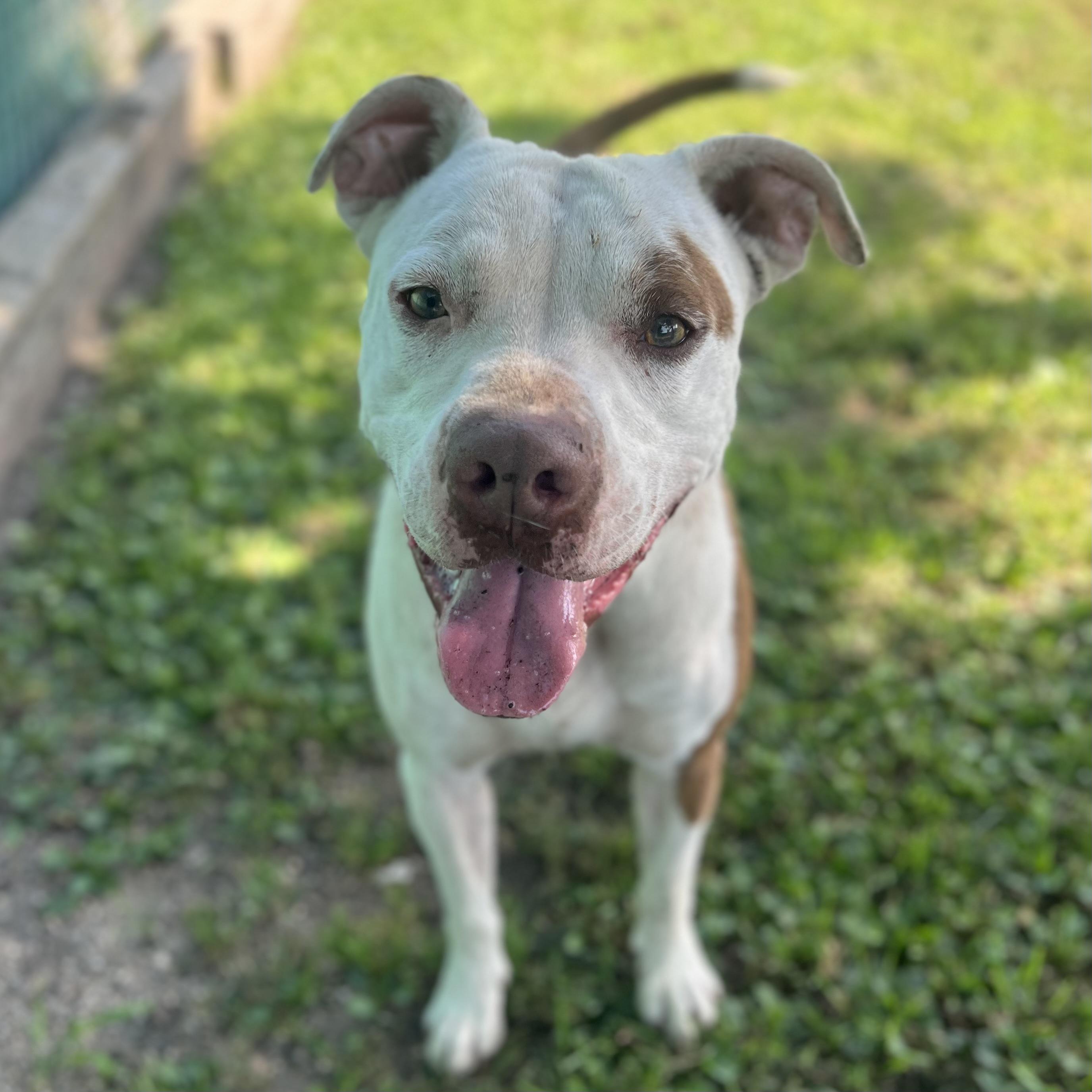 Ozzy, a Adoptable mixed breed in Fairmont, MN image 1/6