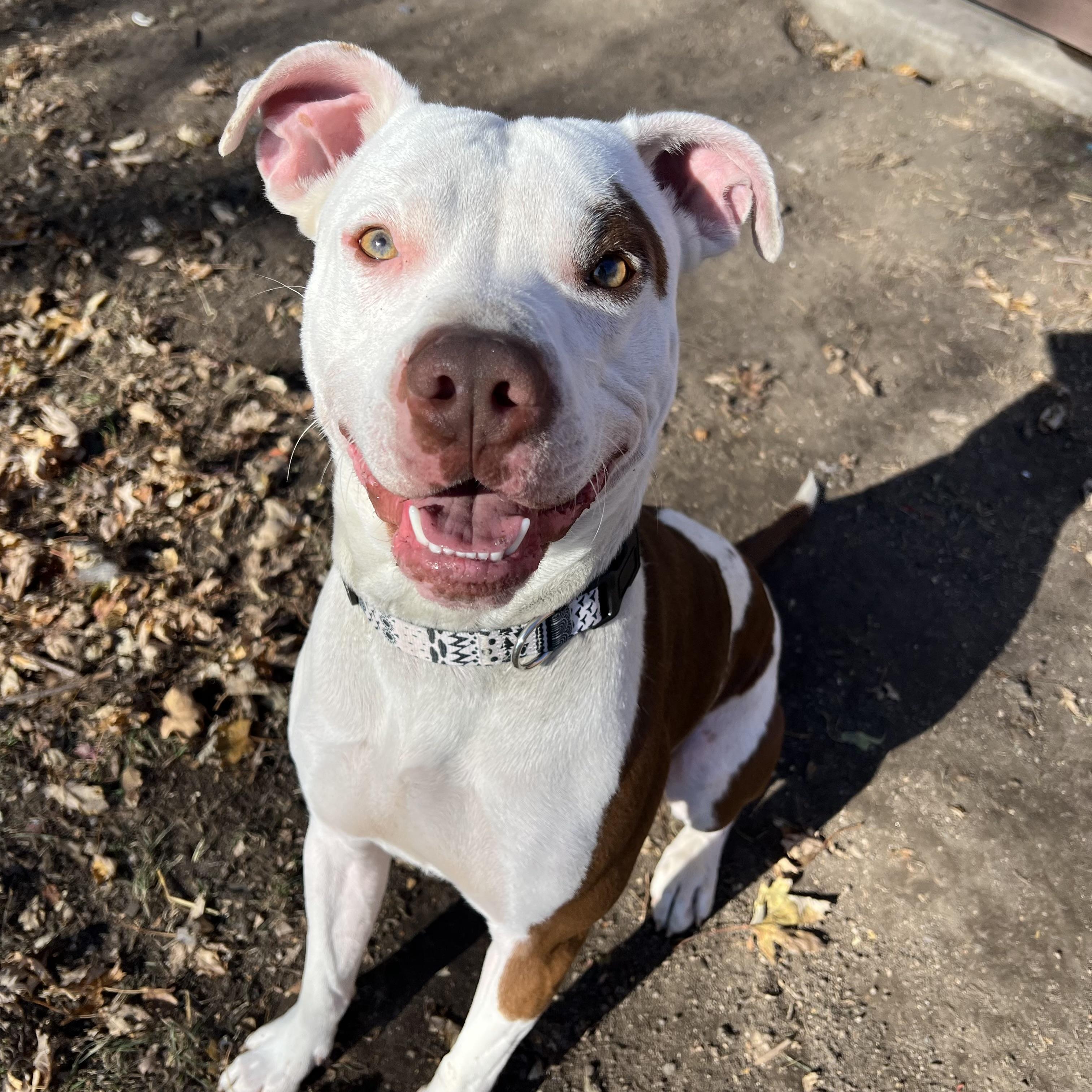 Ozzy, a Adoptable mixed breed in Fairmont, MN image 1/6