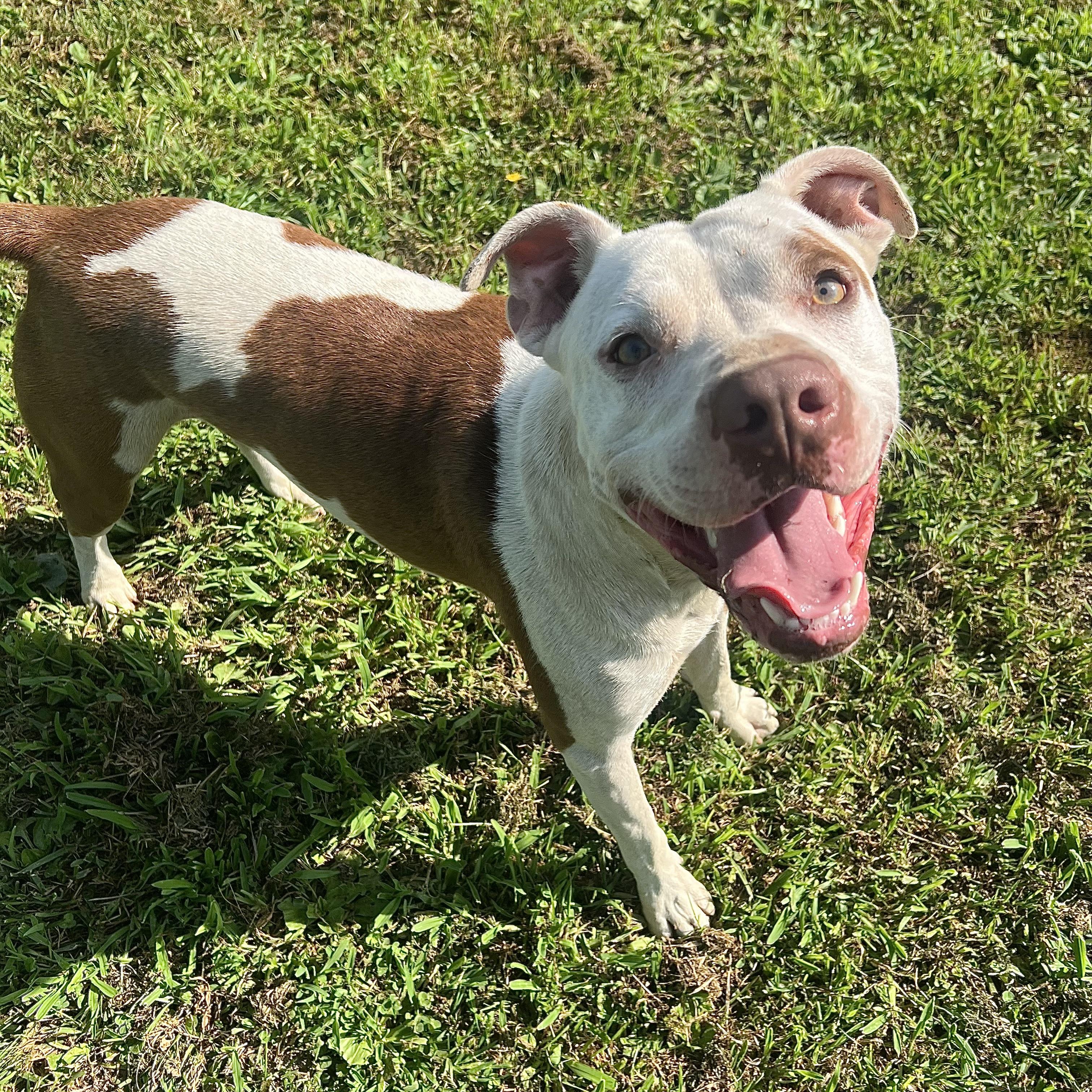 Ozzy, a Adoptable mixed breed in Fairmont, MN image 2/6